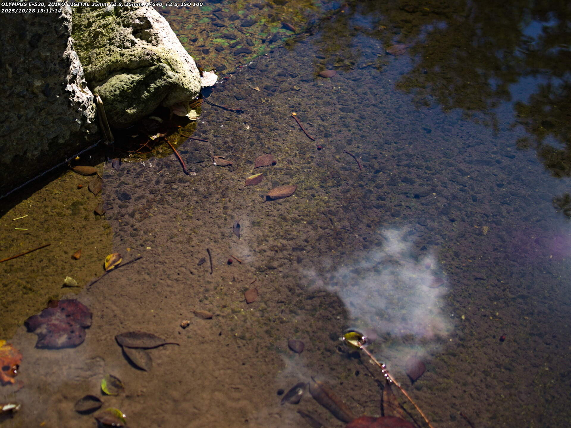 境川(別府市) カダヤシ疑惑の魚