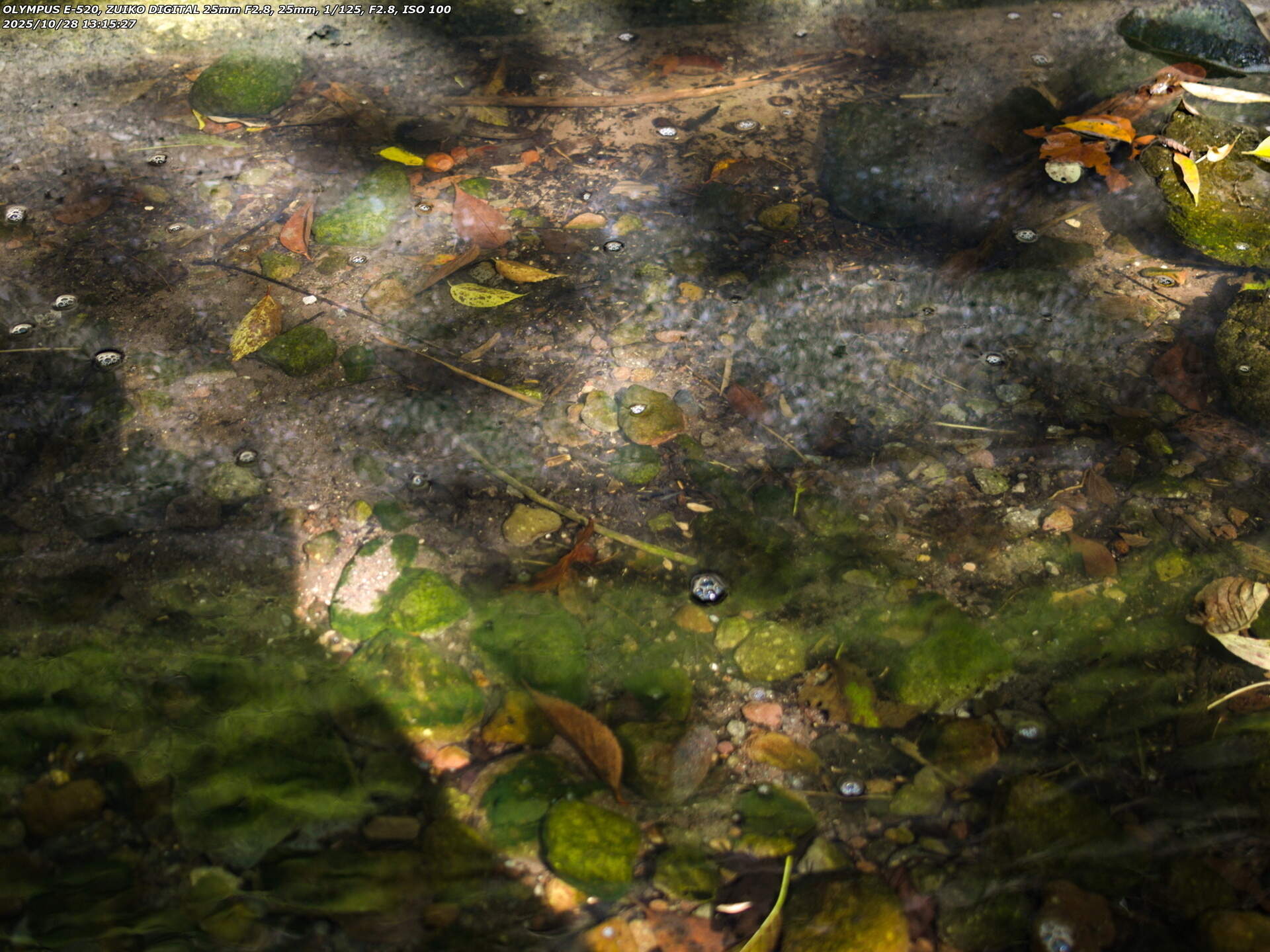 境川(別府市) カダヤシ疑惑の魚