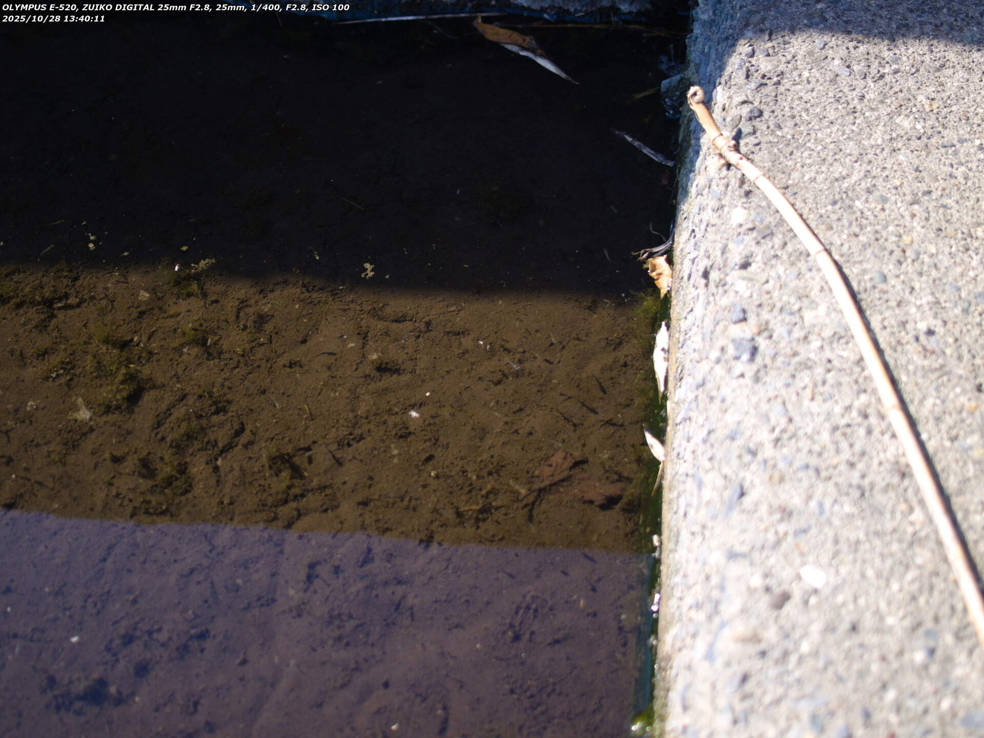 境川(別府市) カダヤシ疑惑の魚