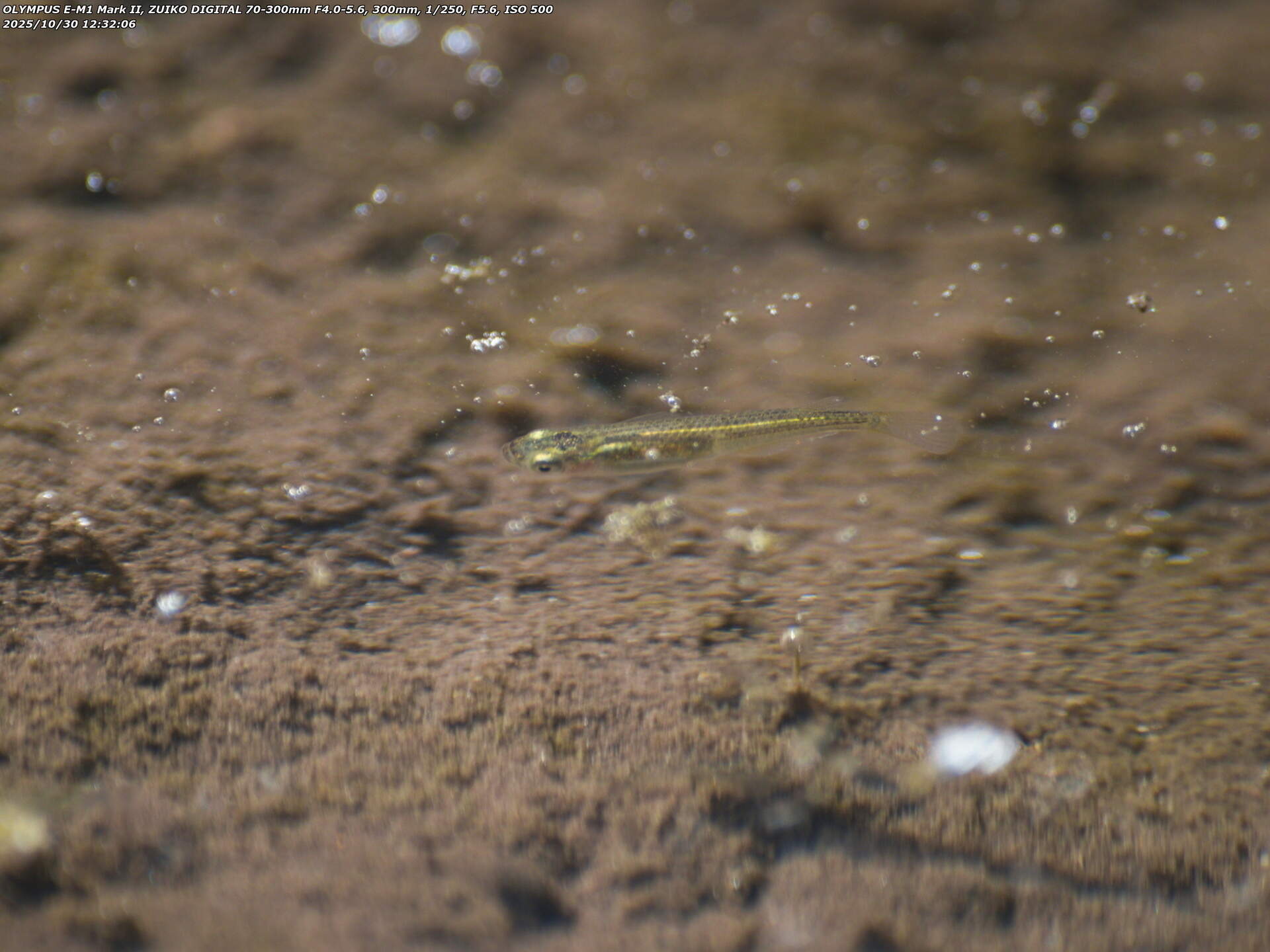 境川(別府市) カダヤシ疑惑の魚