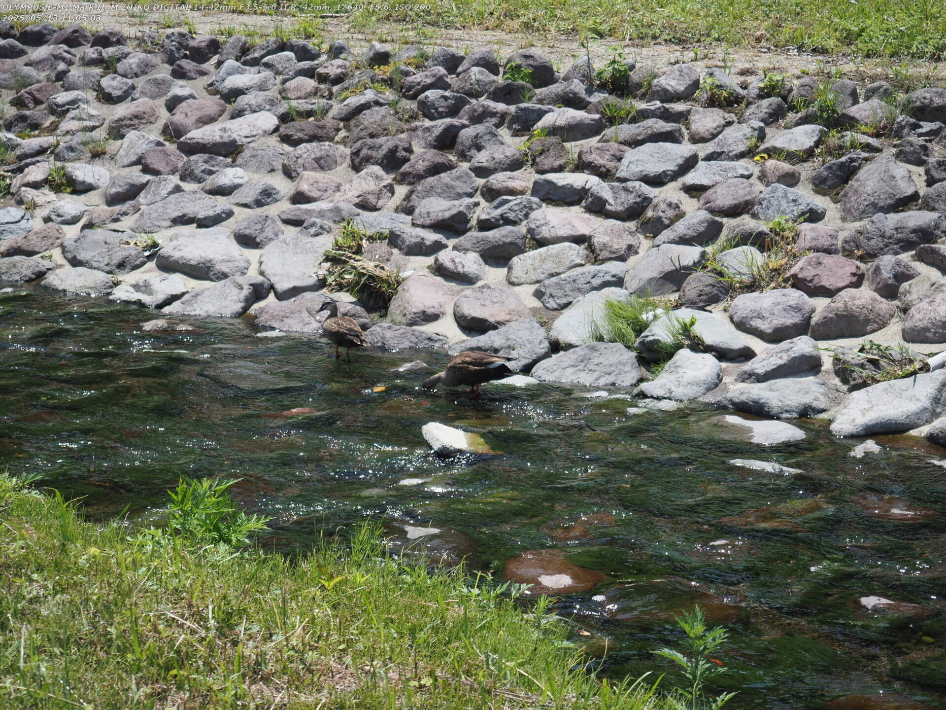 境川(別府市) カルガモのつがい