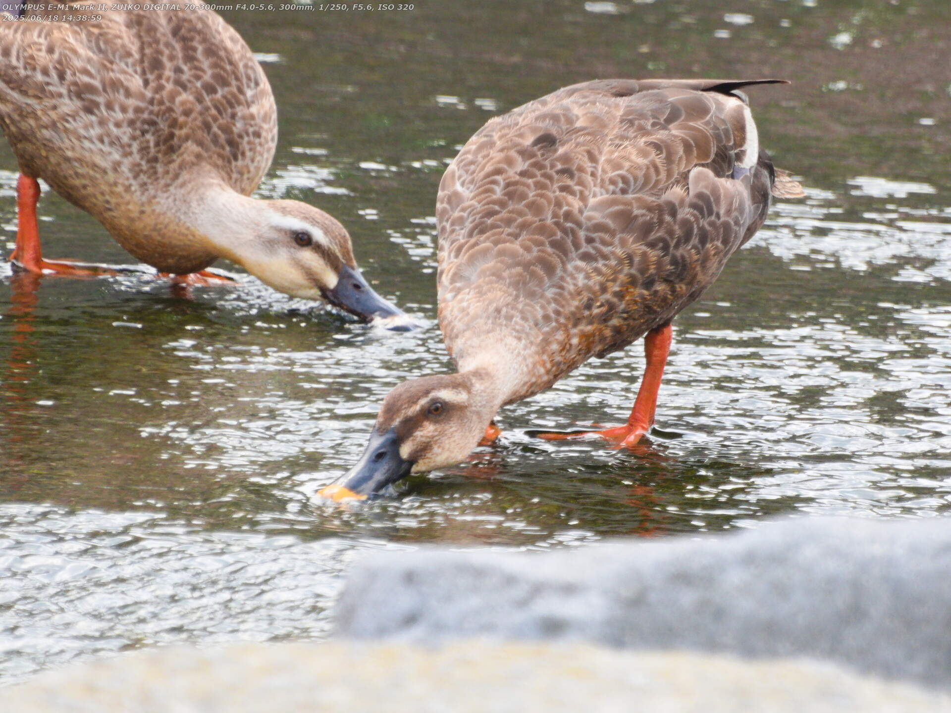 境川(別府市) カルガモのつがい