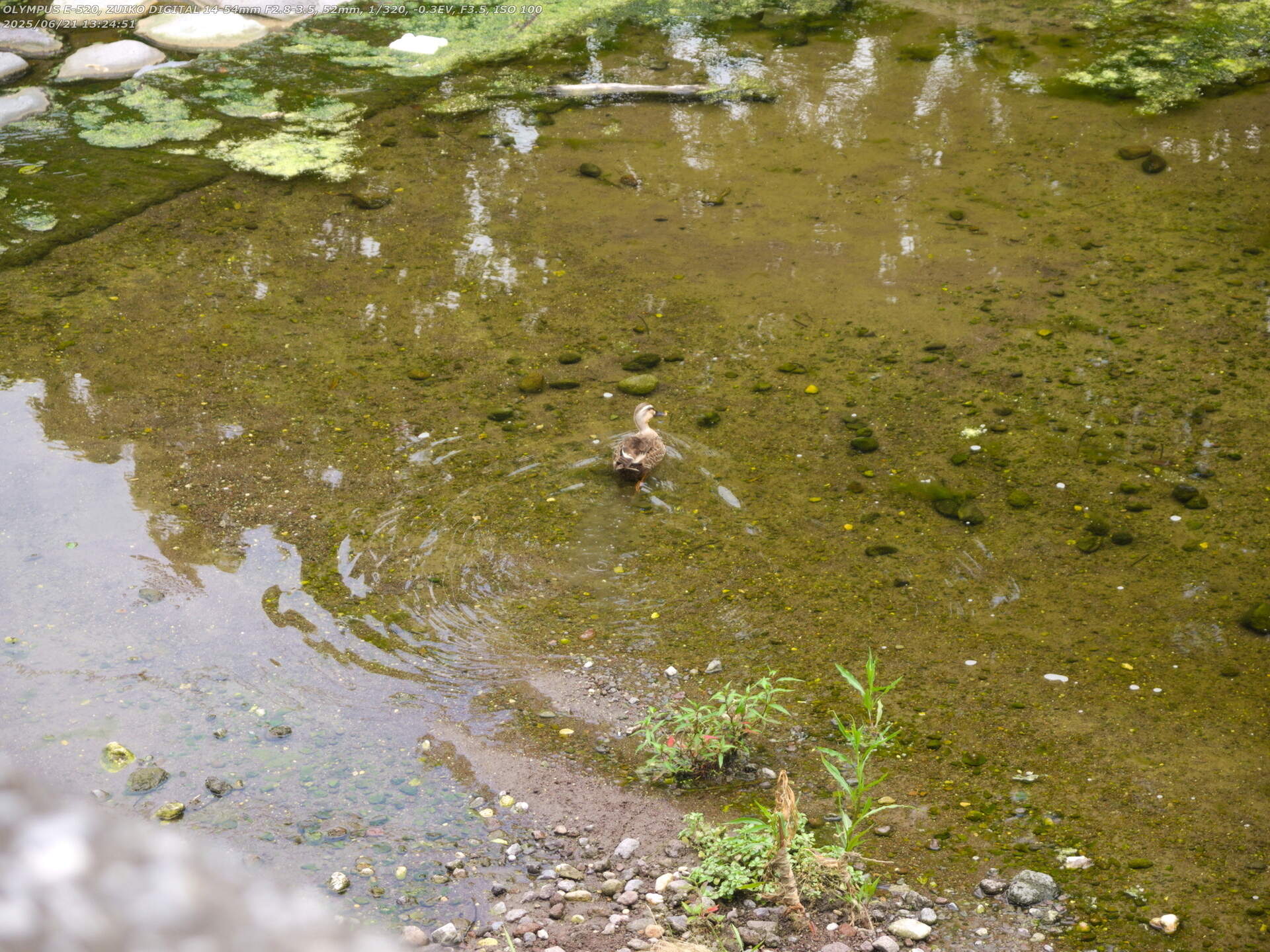 境川(別府市) 砂防ダムの洲を離れて水に入るカルガモ