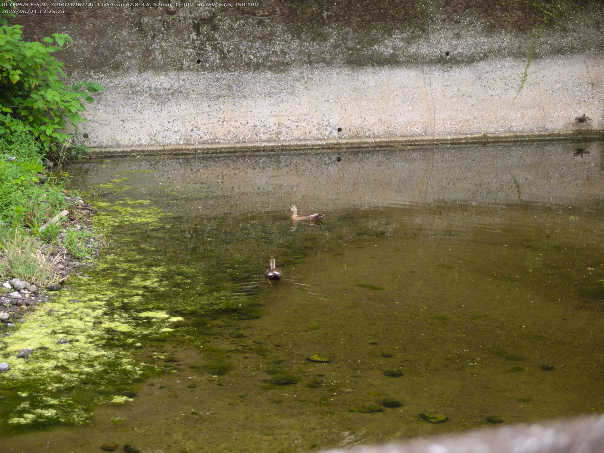 境川(別府市) 合流したカルガモのつがい