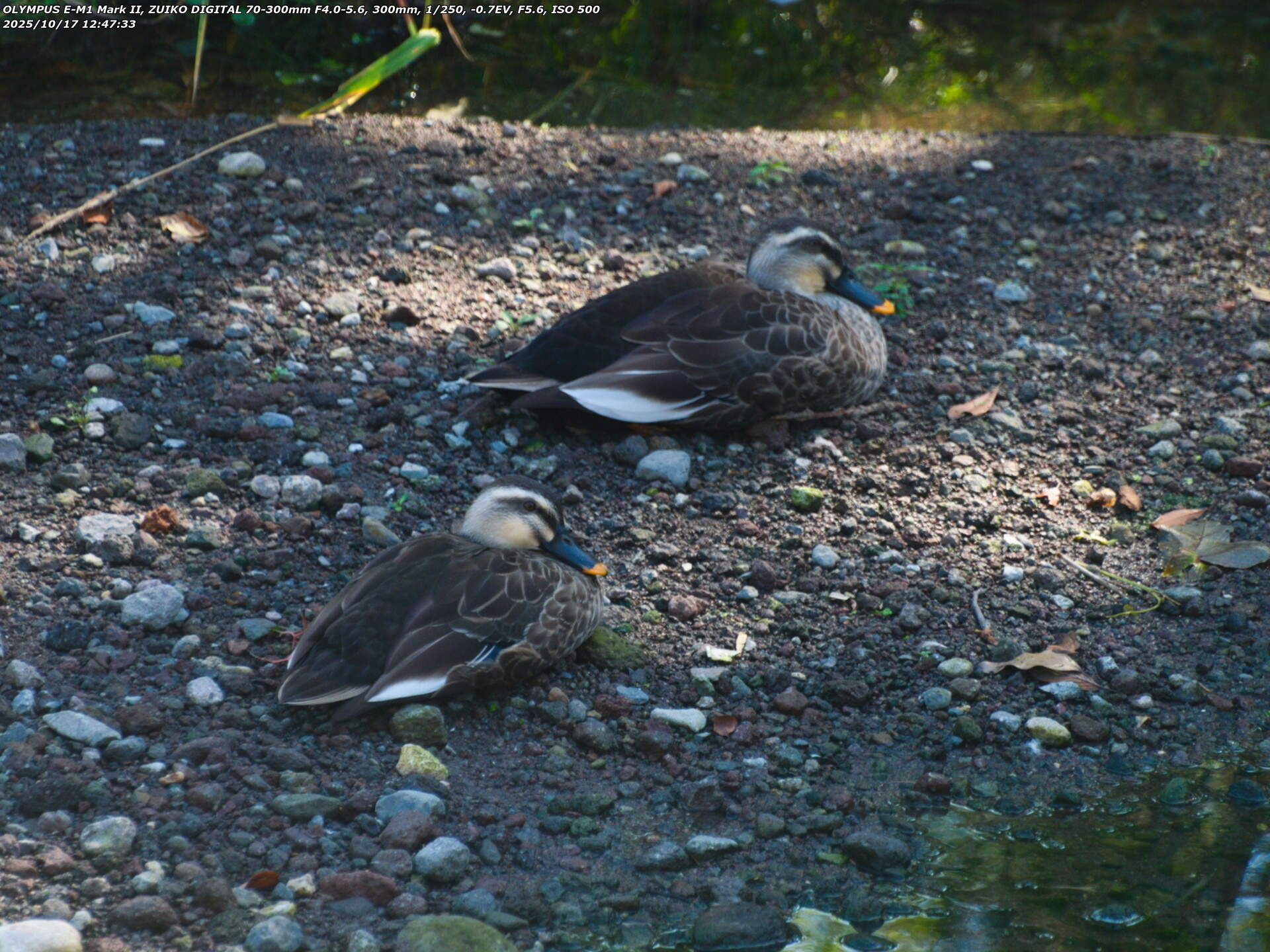 境川(別府市) こちらを警戒するカルガモ