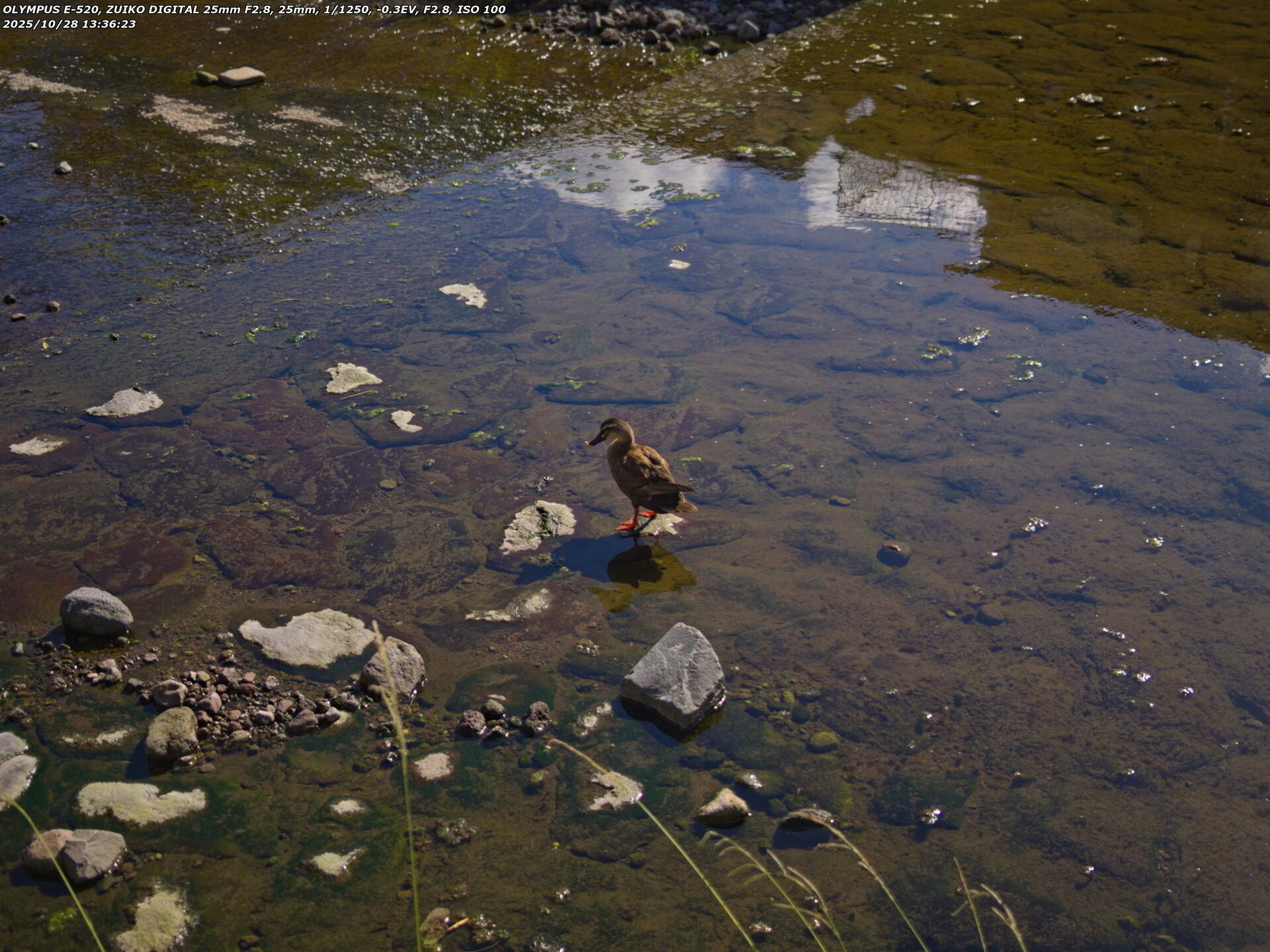 境川(別府市) カルガモ