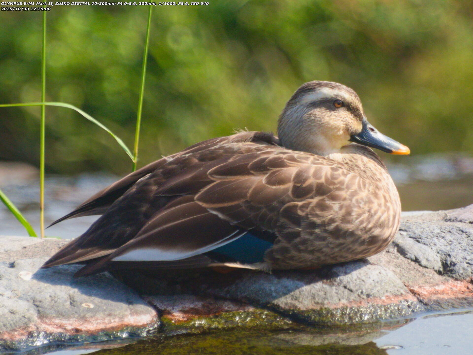 境川(別府市) カルガモ