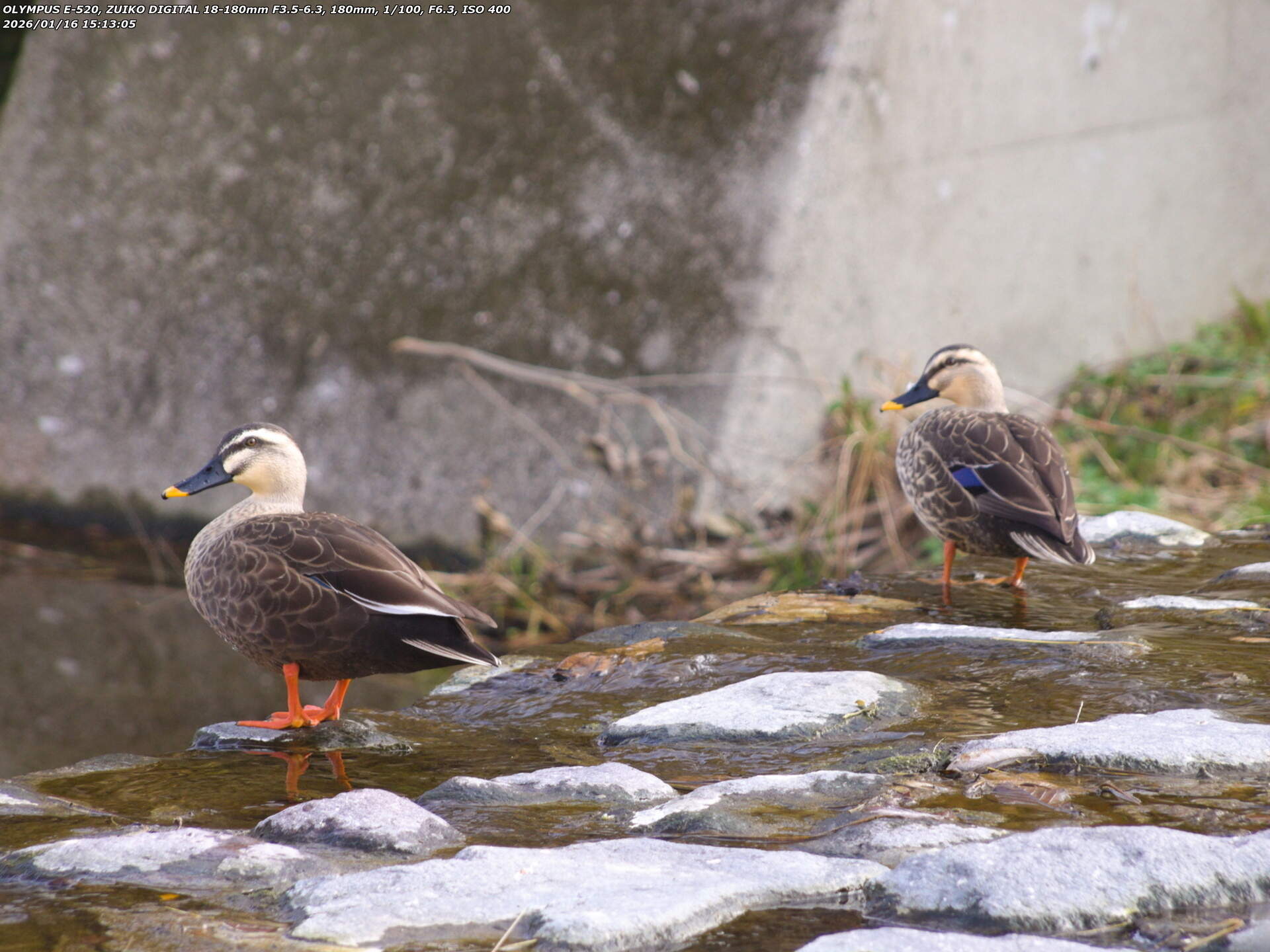 境川(別府市) つがいらしきカルガモ 境川(別府市) つがいらしきカルガモ