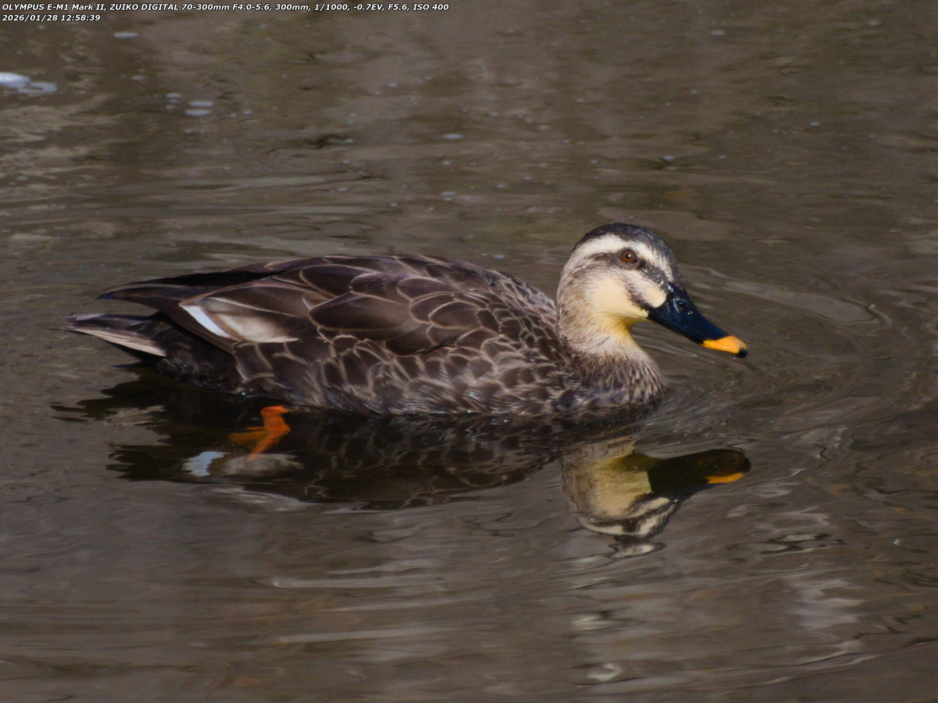 境川(別府市) カルガモ 境川(別府市) カルガモ