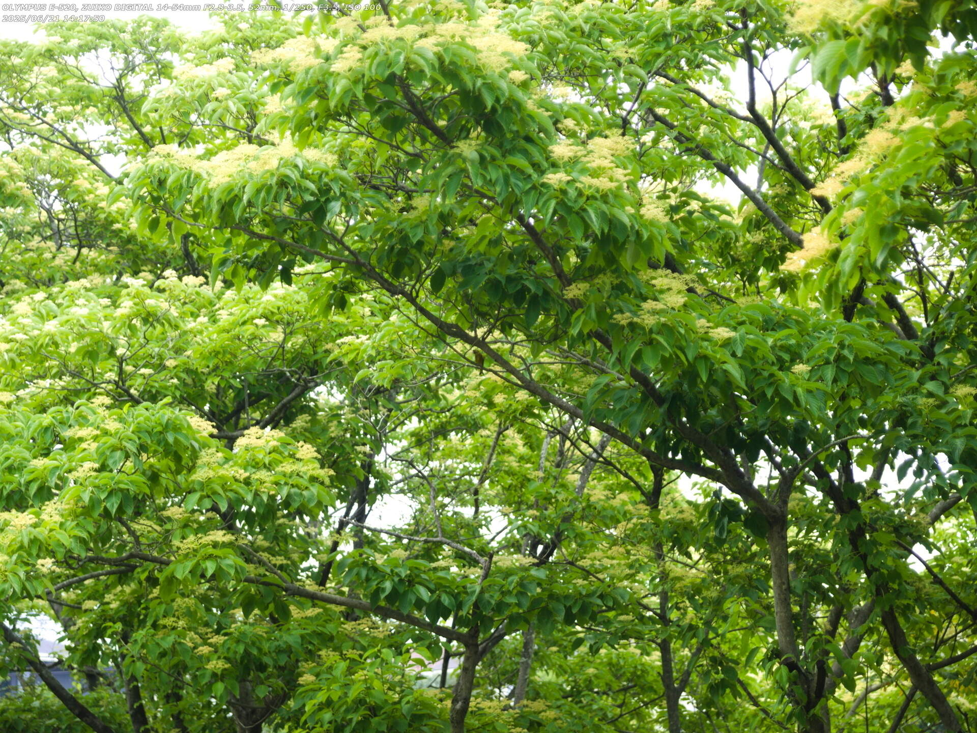 南立石二区(別府市) カワラヒワ
