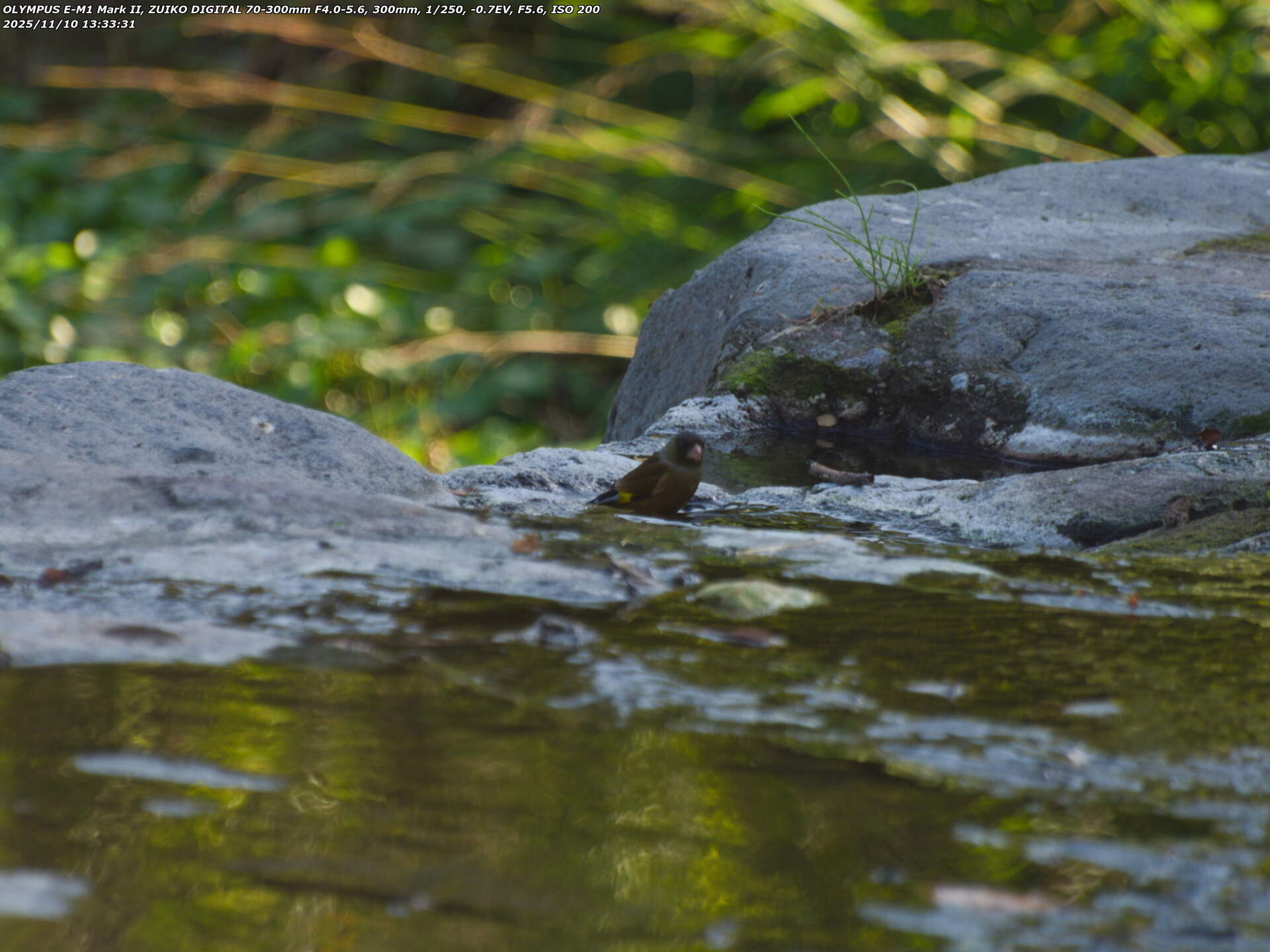 境川(別府市) カワラヒワ