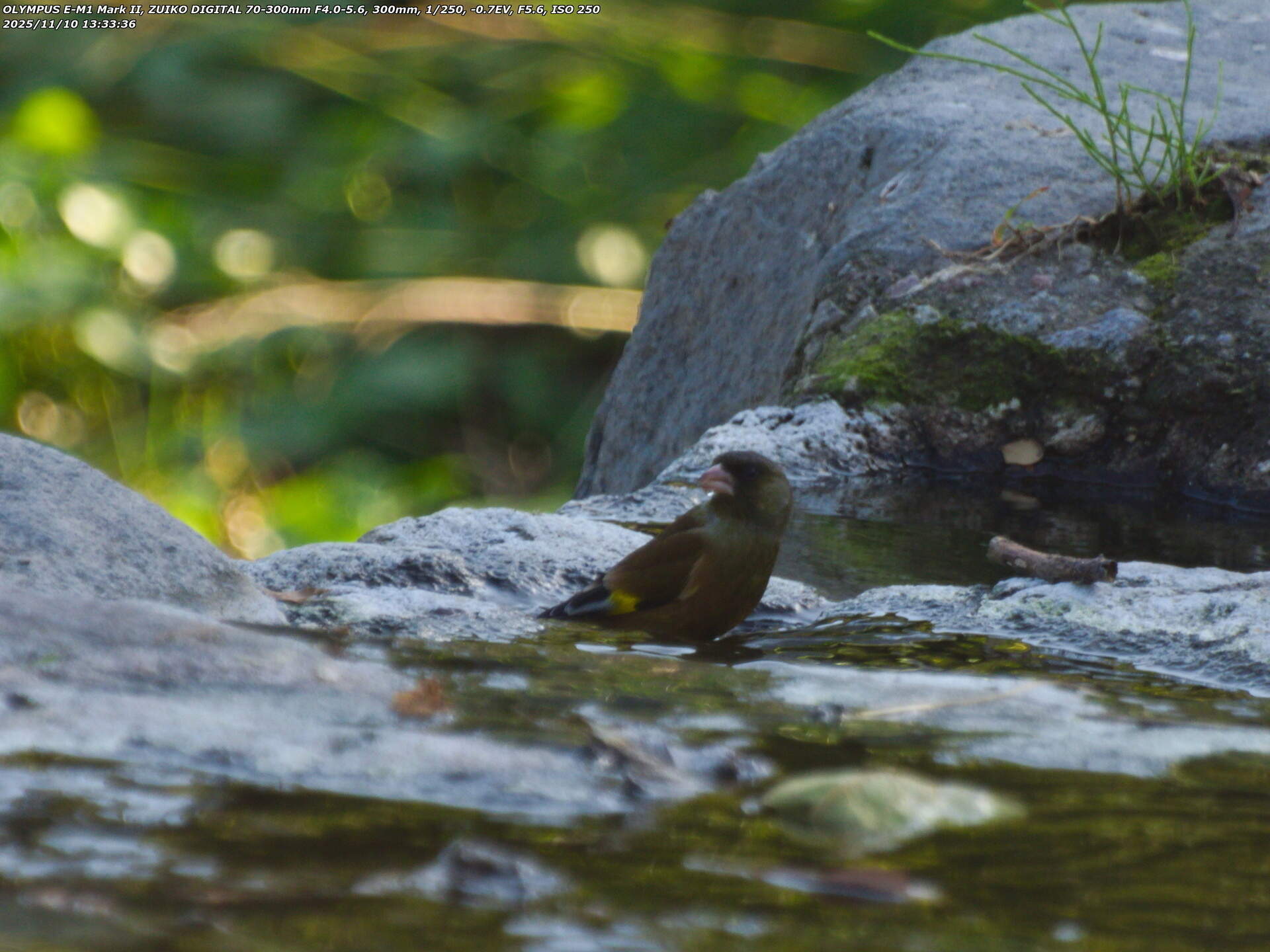 境川(別府市) カワラヒワ