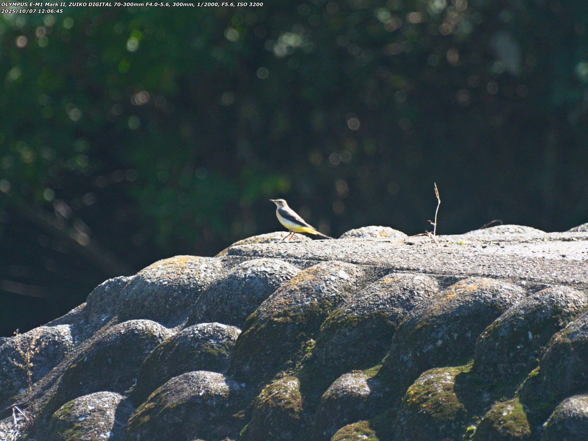 境川(別府市) キセキレイ