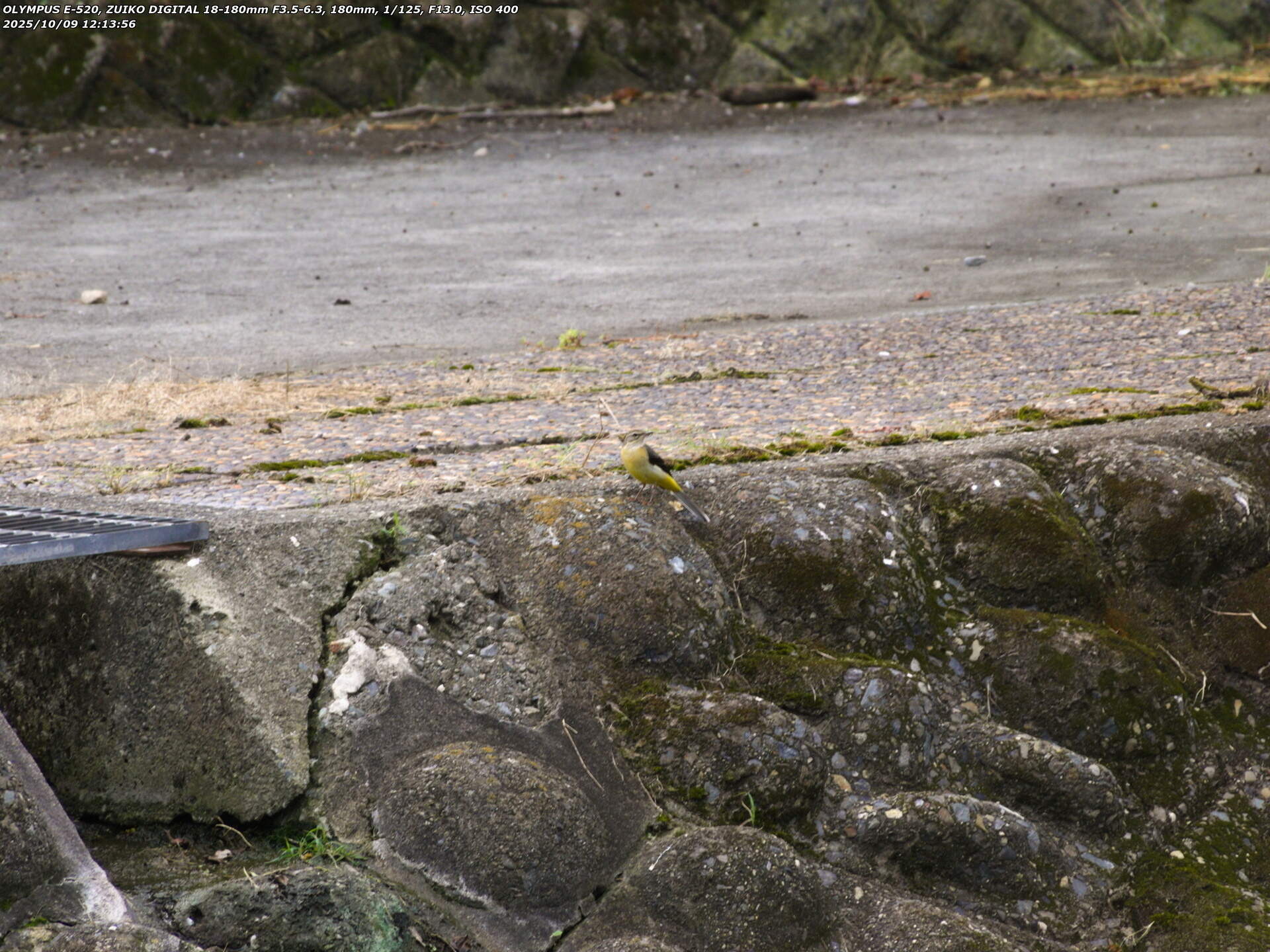 境川(別府市) キセキレイ