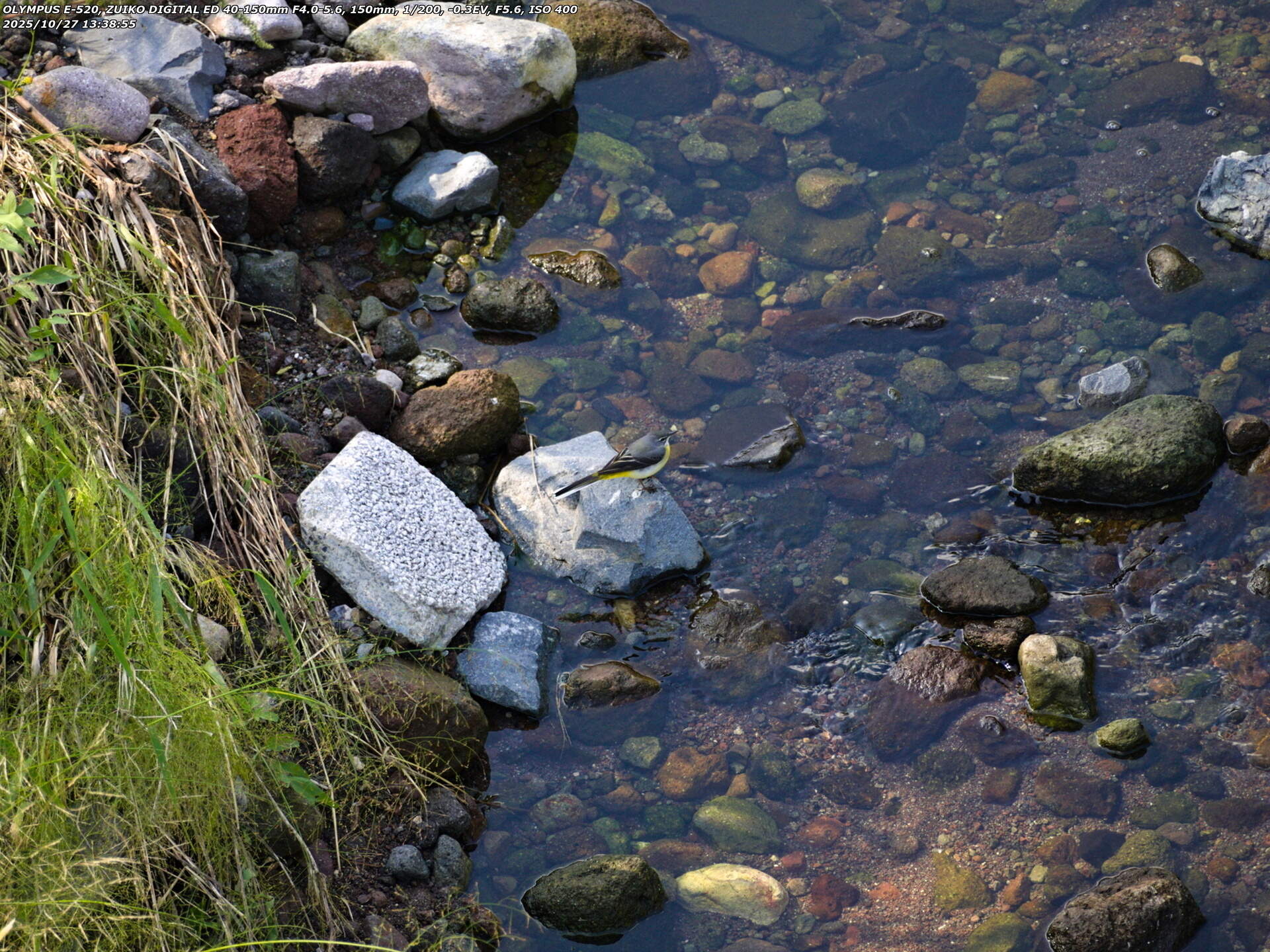 境川(別府市) イナコスの橋から見下ろすキセキレイ