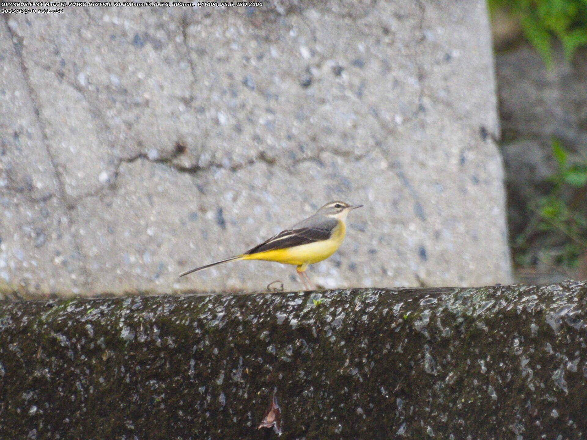 境川(別府市) キセキレイ