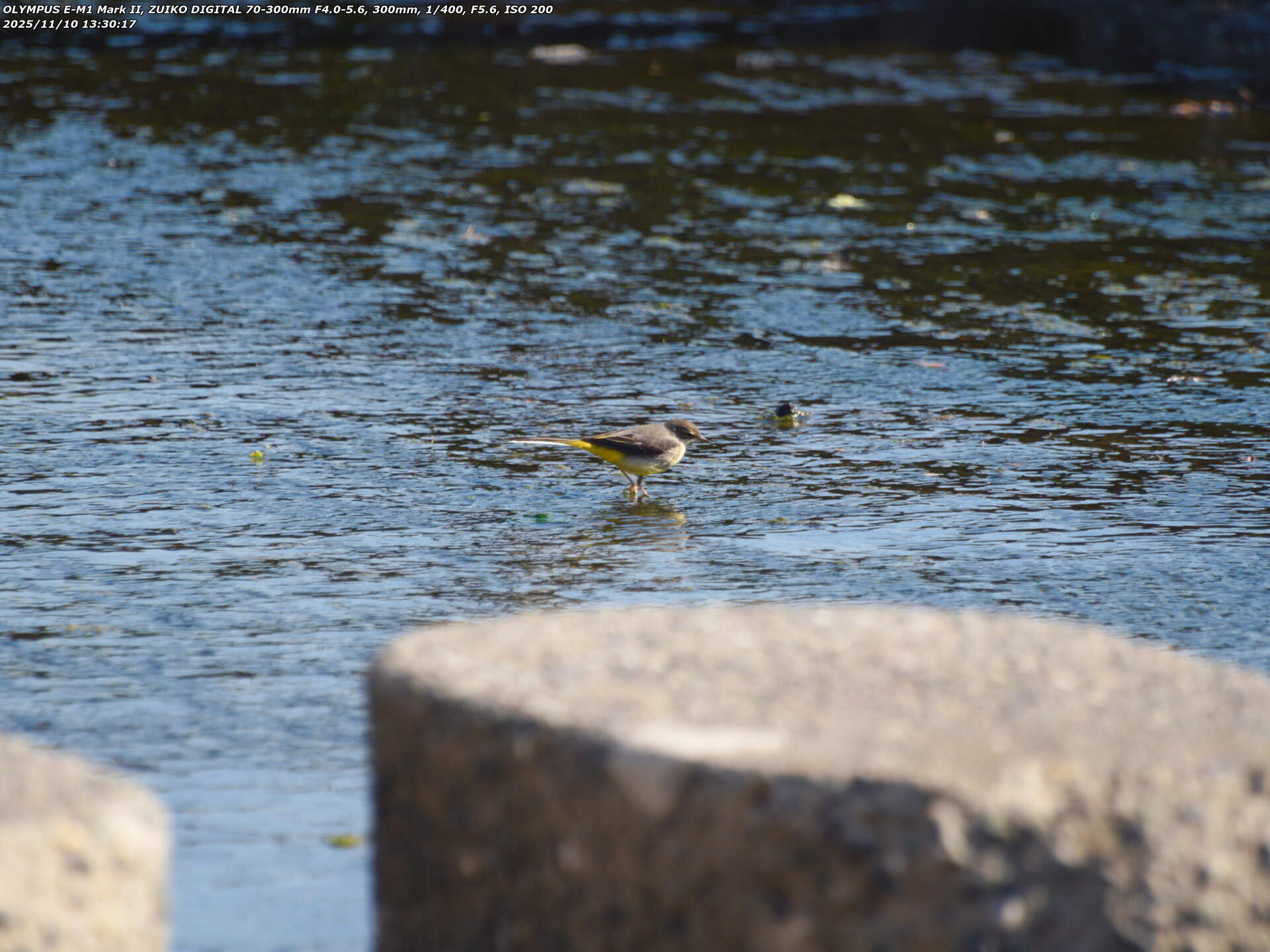 境川(別府市) キセキレイ