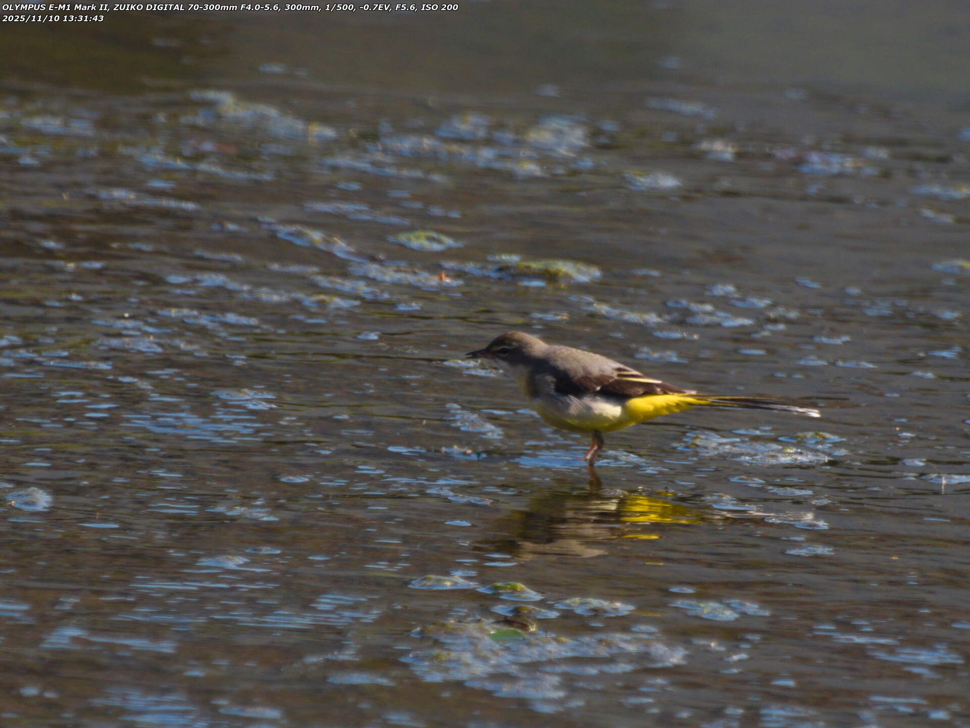 境川(別府市) 何かを咥えているキセキレイ