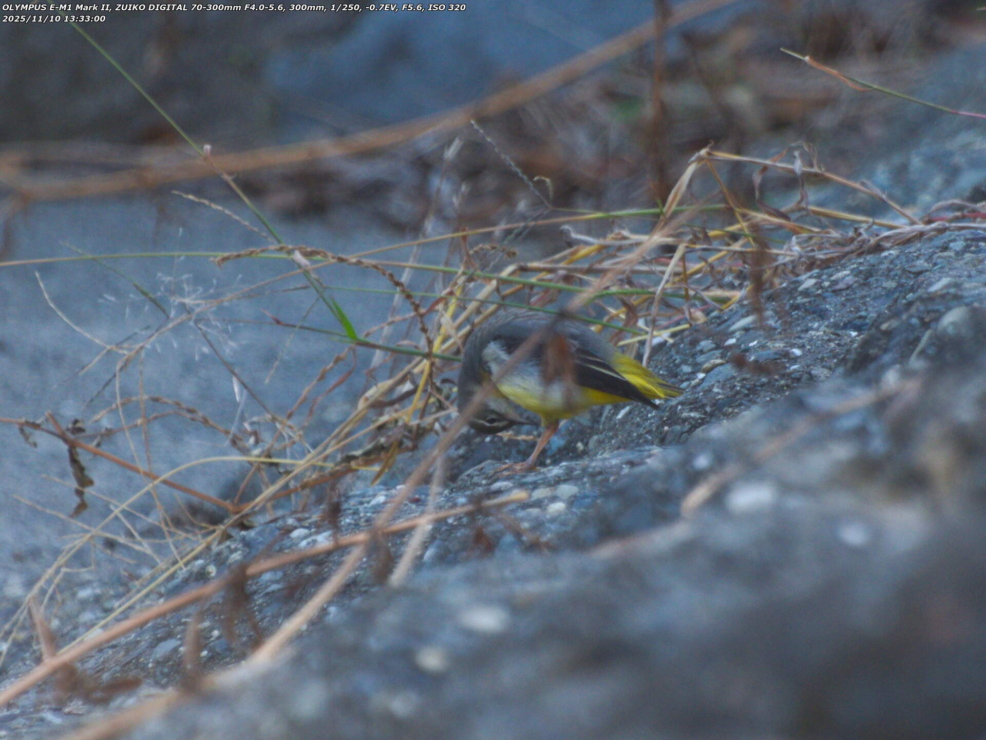境川(別府市) キセキレイの羽づくろい