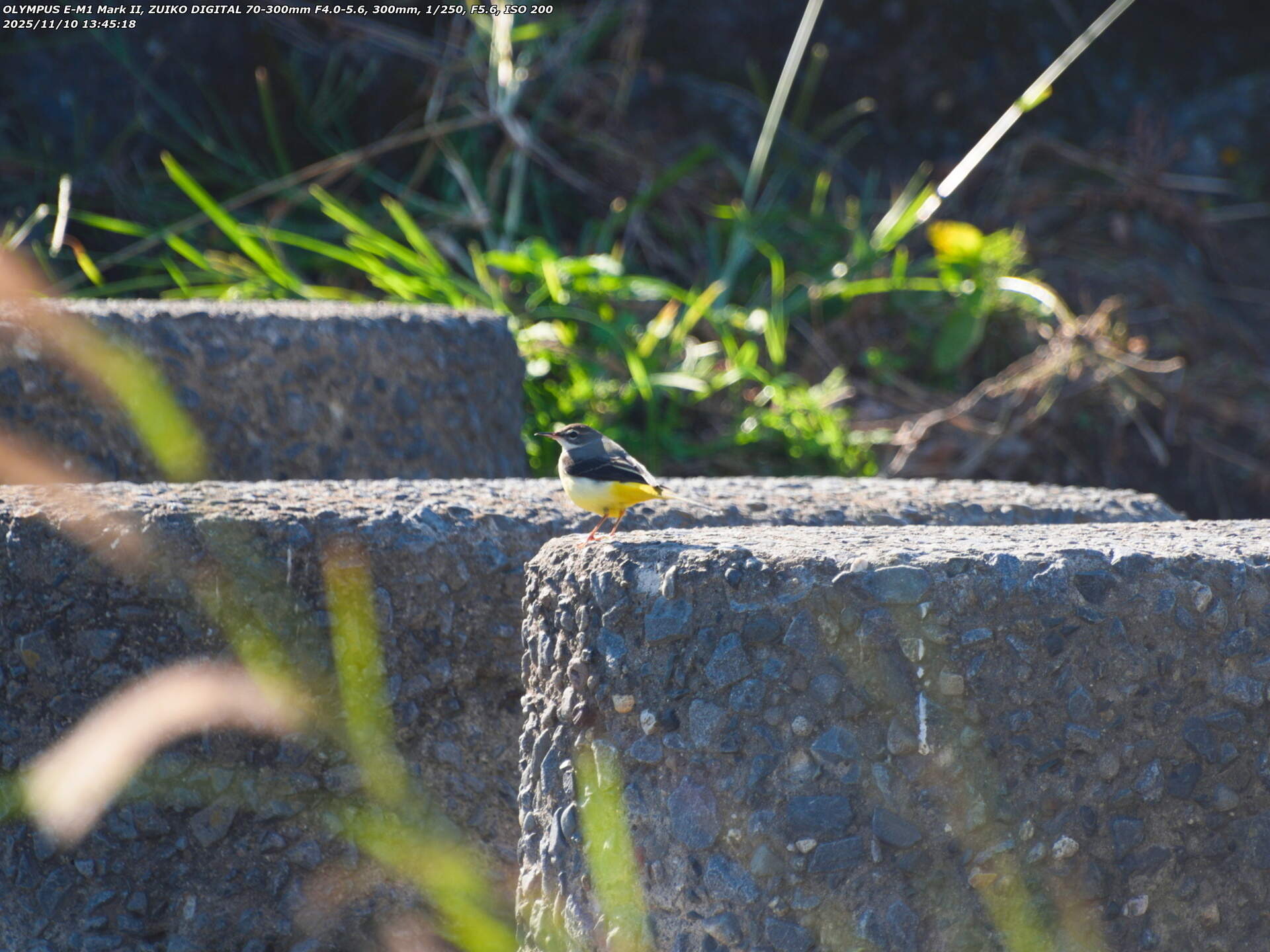 境川(別府市) 飛び石に止まるキセキレイ