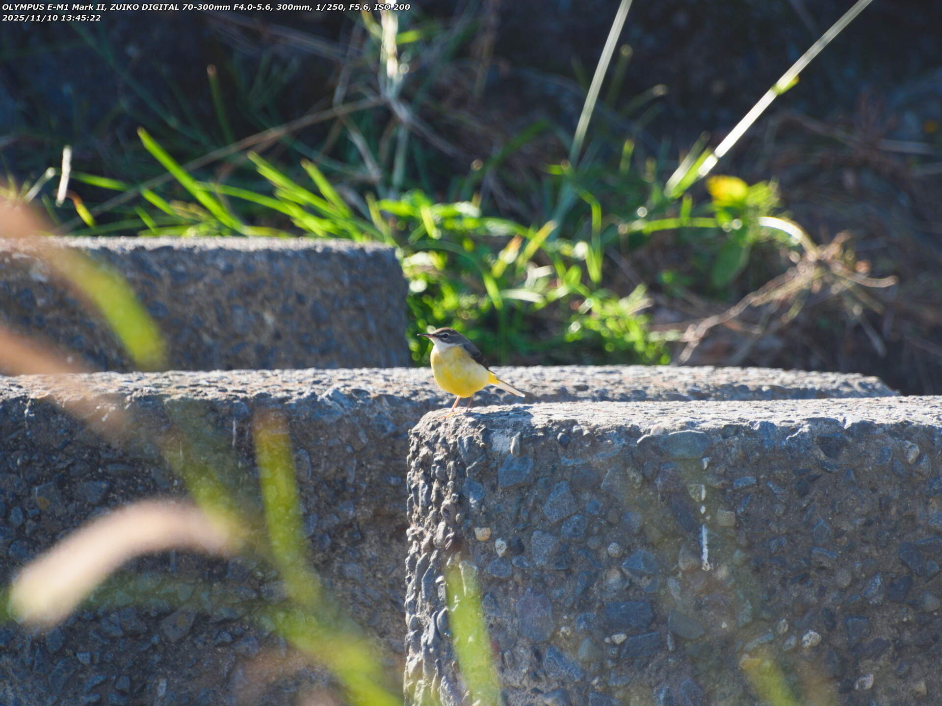 境川(別府市) 飛び石に止まるキセキレイ