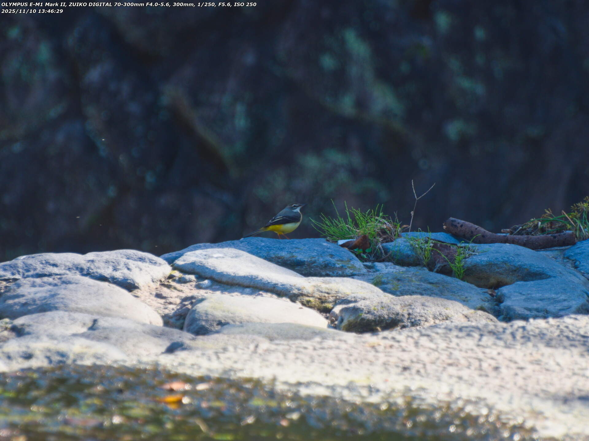 境川(別府市) 遠くを見つめるキセキレイ