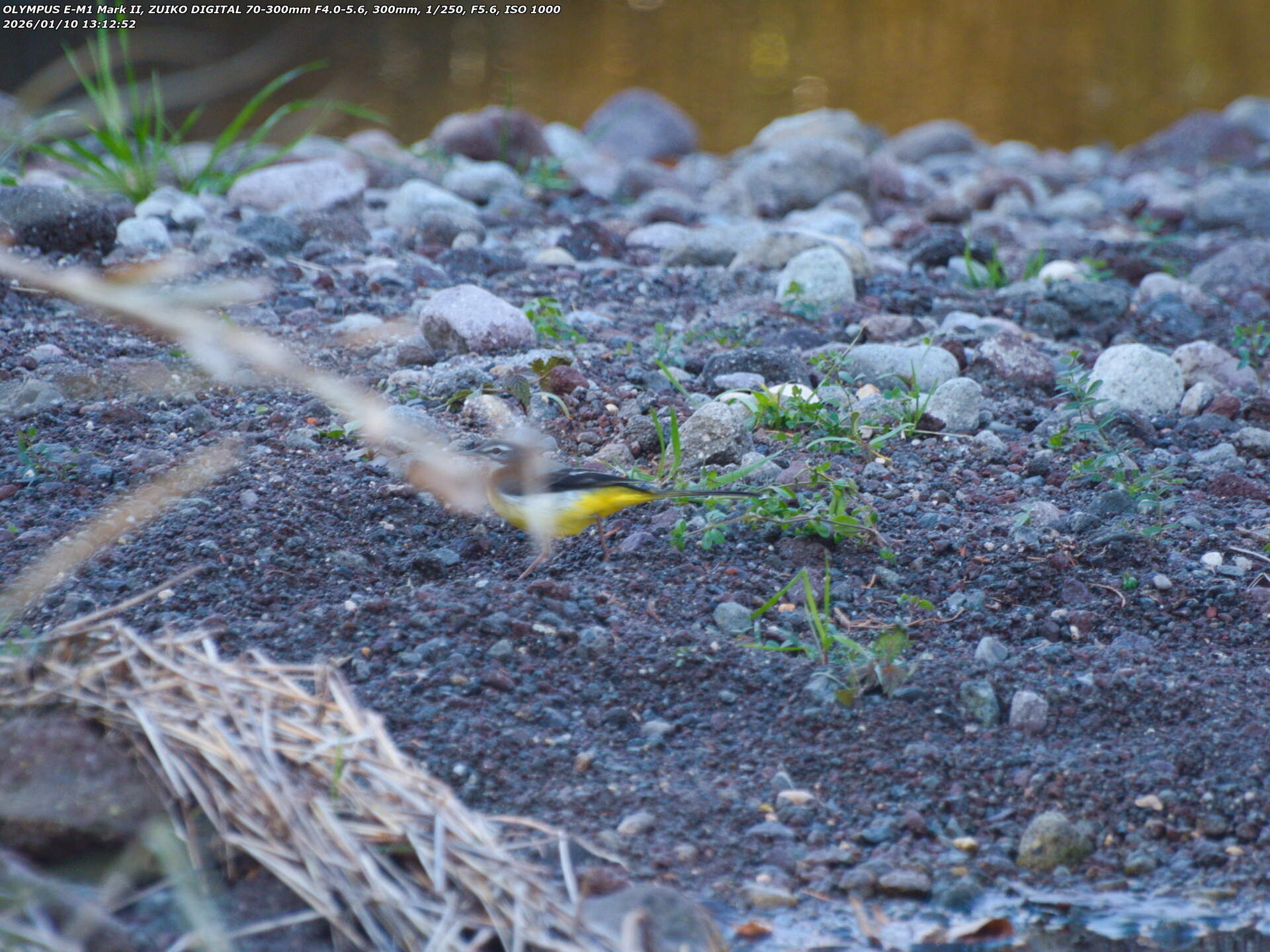 境川(別府市) 砂防ダムの島を歩くキセキレイ 境川(別府市) 砂防ダムの島を歩くキセキレイ