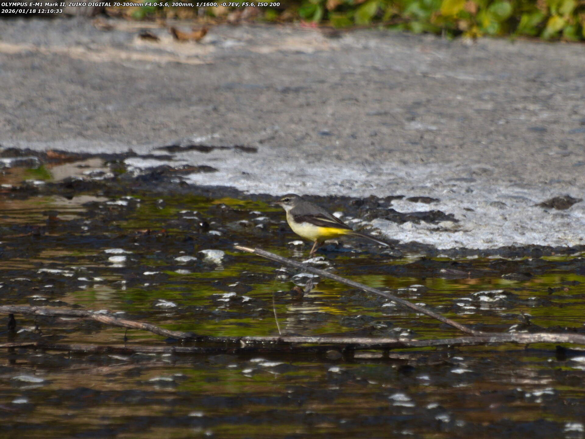 境川(別府市) キセキレイ 境川(別府市) キセキレイ