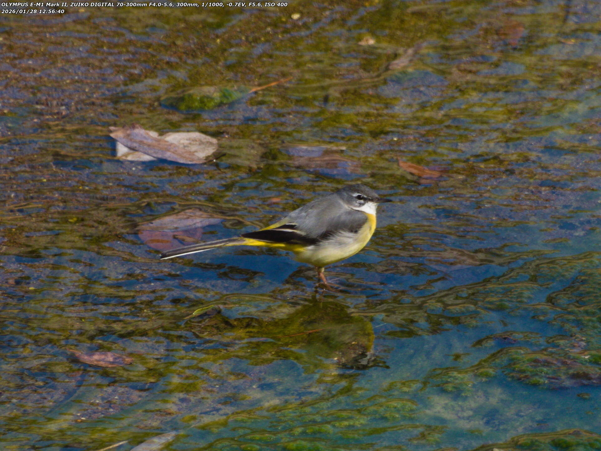 境川(別府市) キセキレイ 境川(別府市) キセキレイ