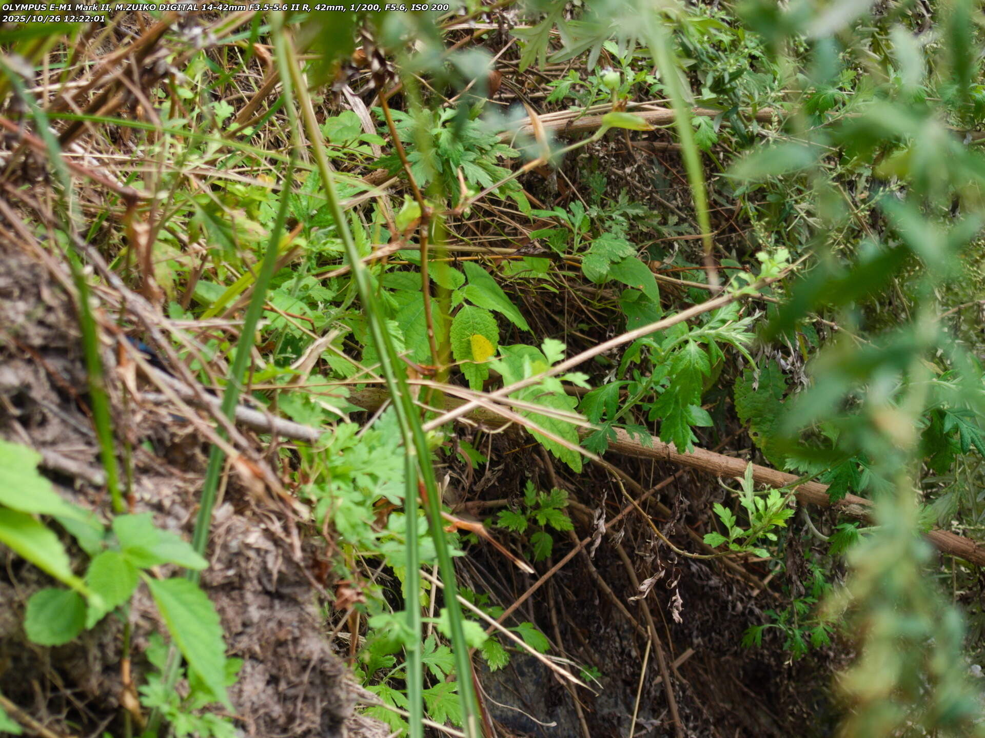 境川(別府市) キタキチョウ
