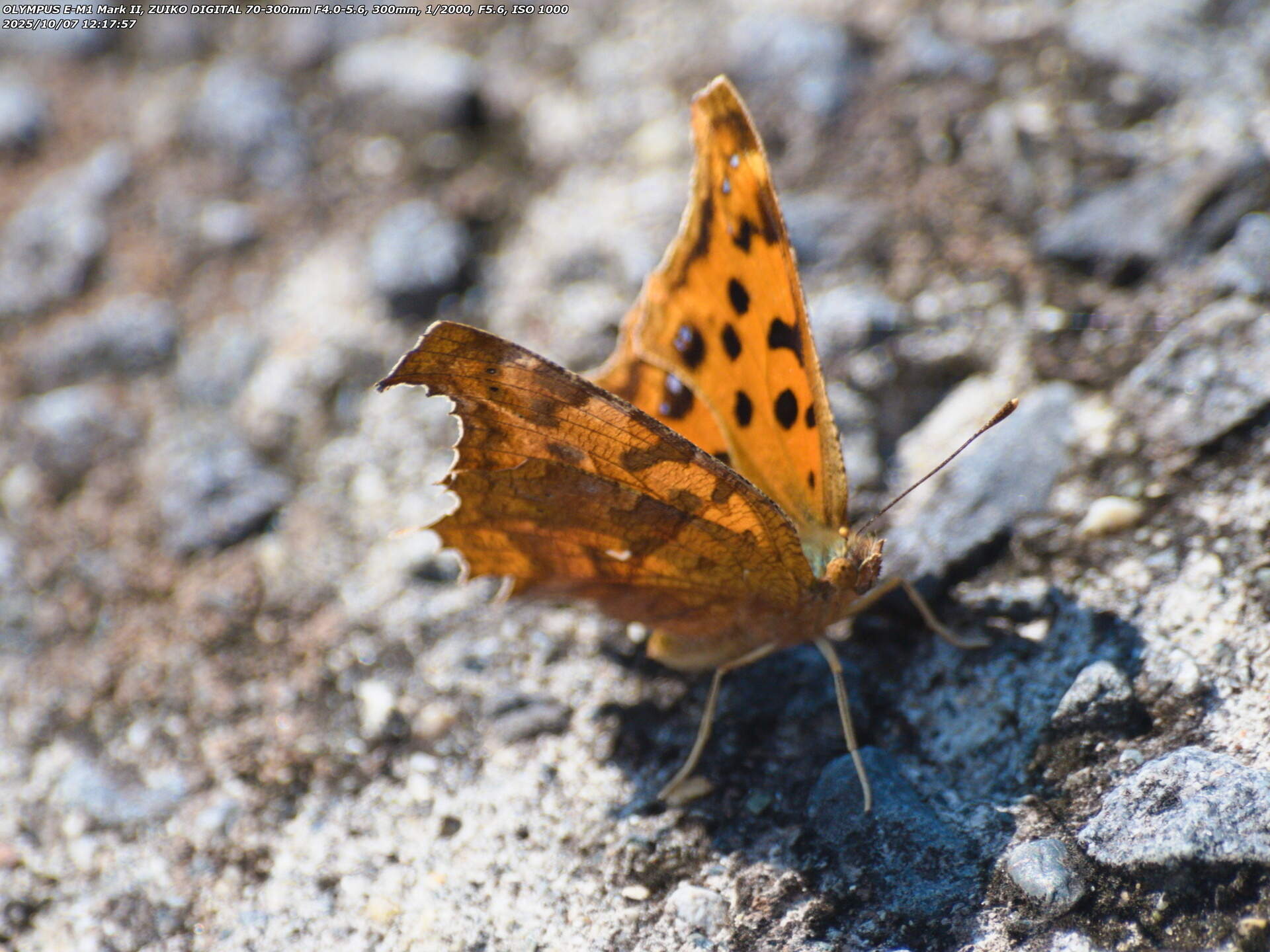 境川(別府市) キタテハ