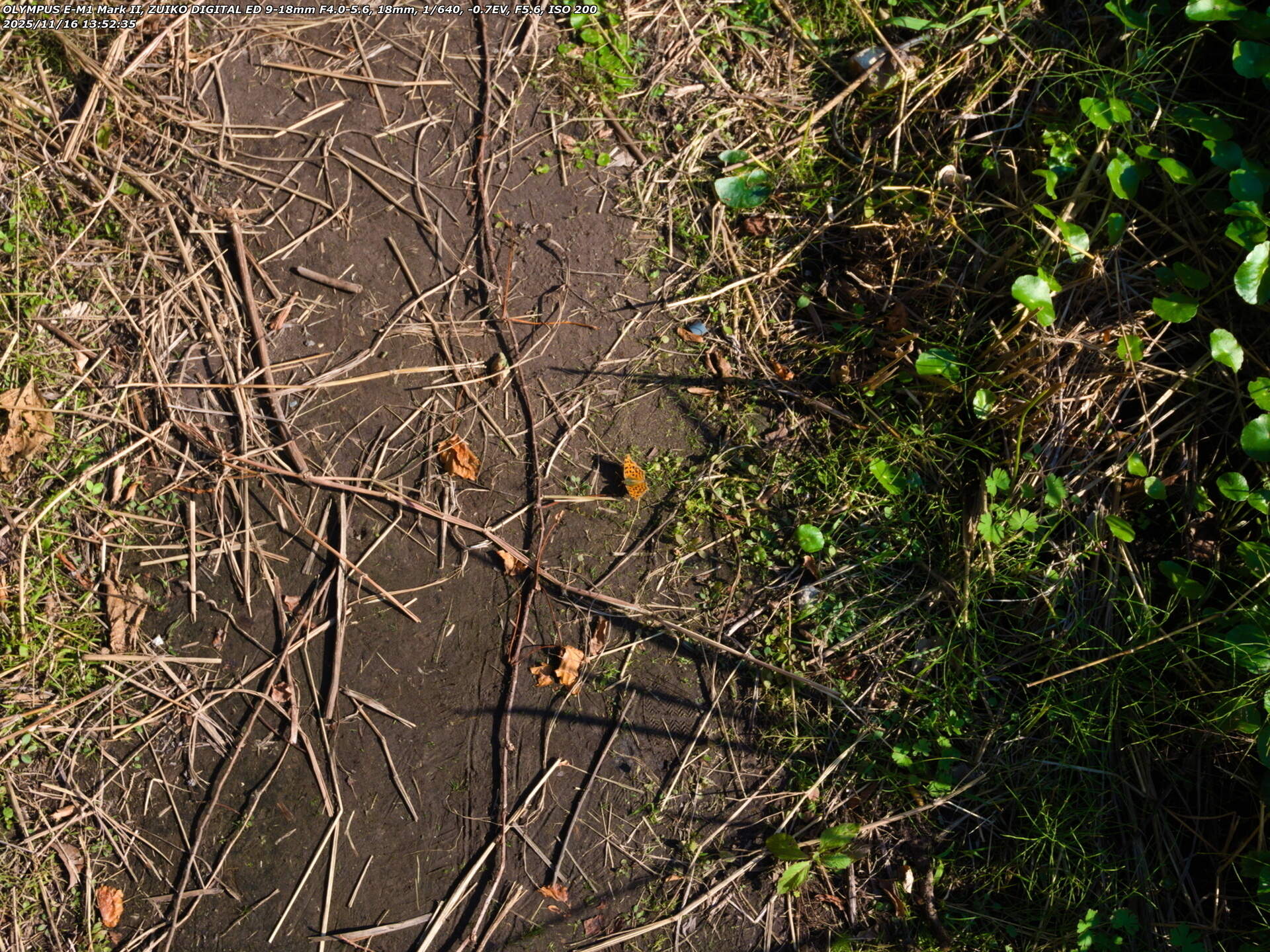 境川(別府市) キタテハ