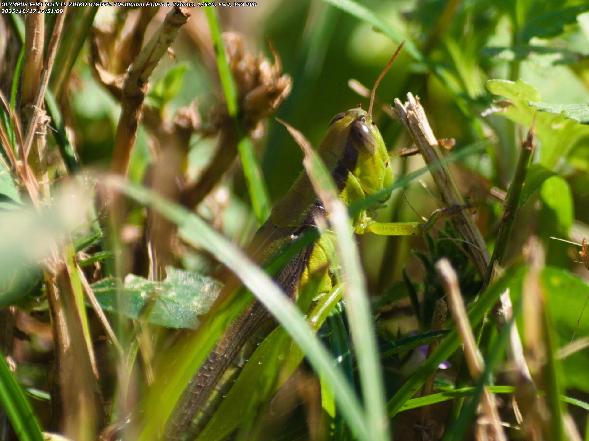 境川(別府市) コバネイナゴのアップ