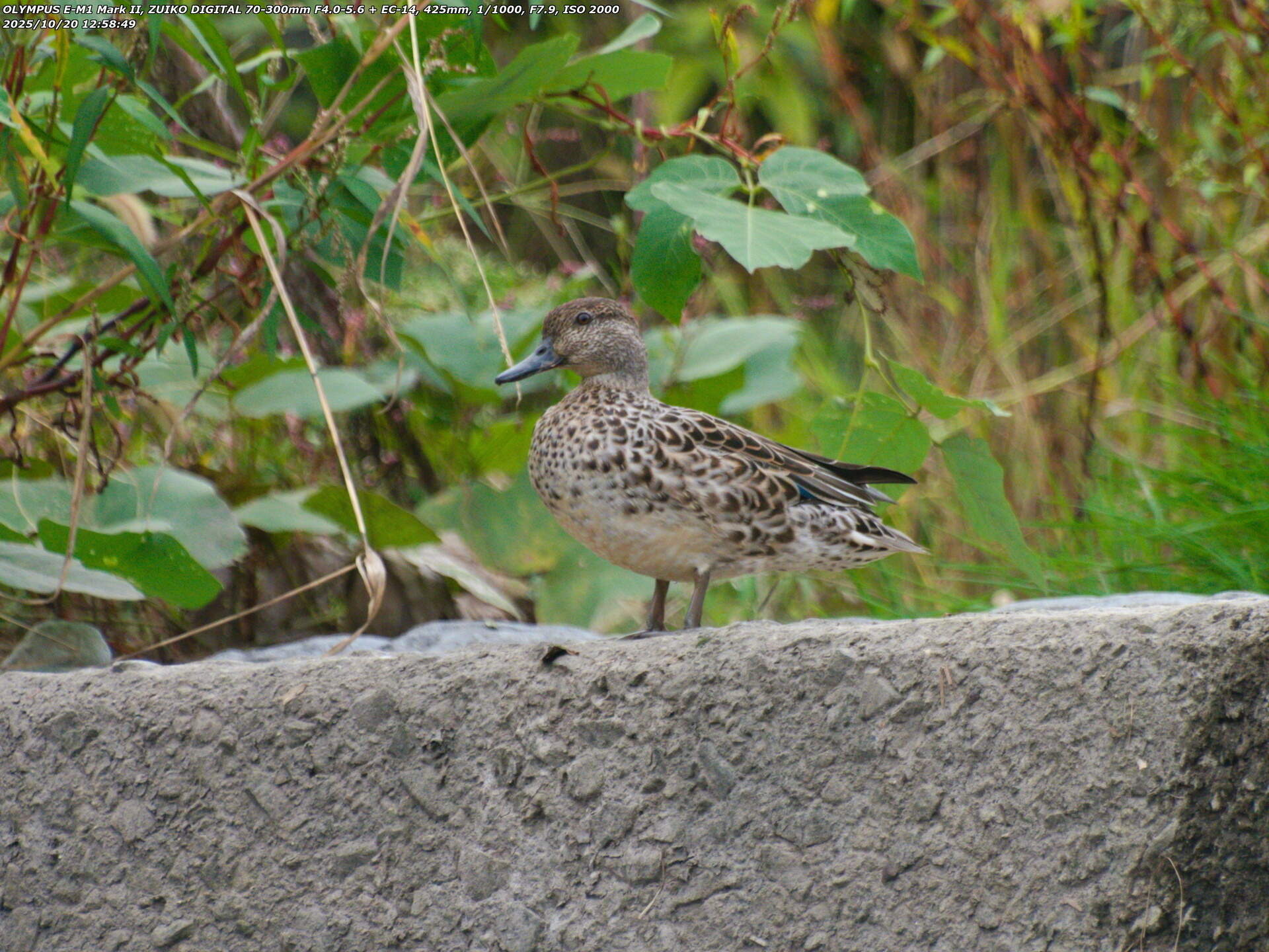 境川(別府市) コガモ