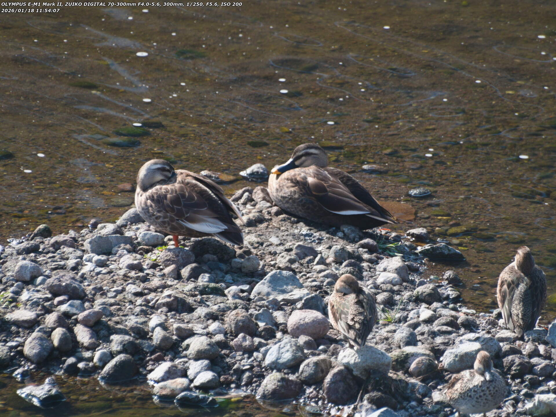 境川(別府市) カルガモとコガモ 境川(別府市) カルガモとコガモ