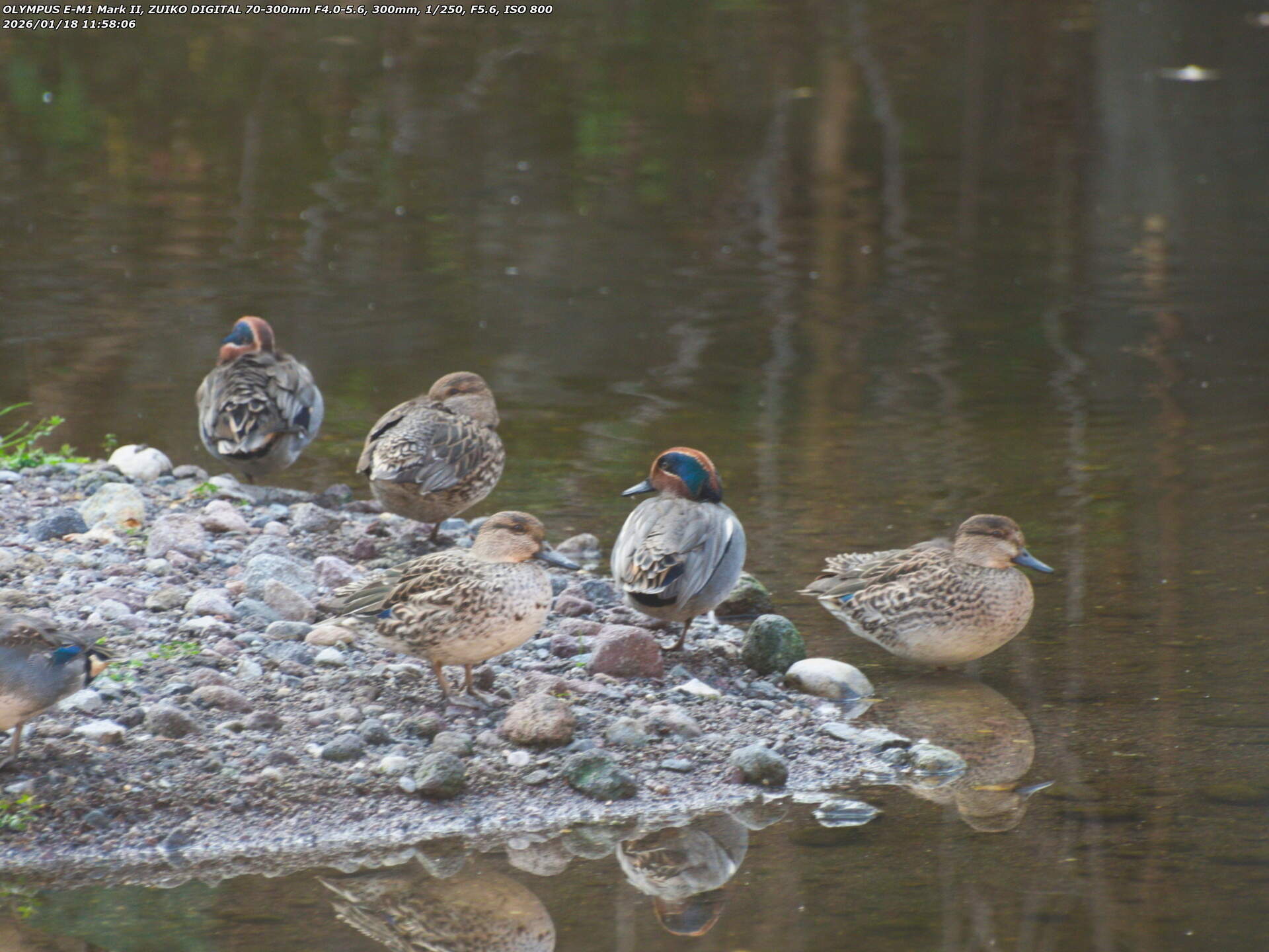 境川(別府市) コガモの群れ 境川(別府市) コガモの群れ