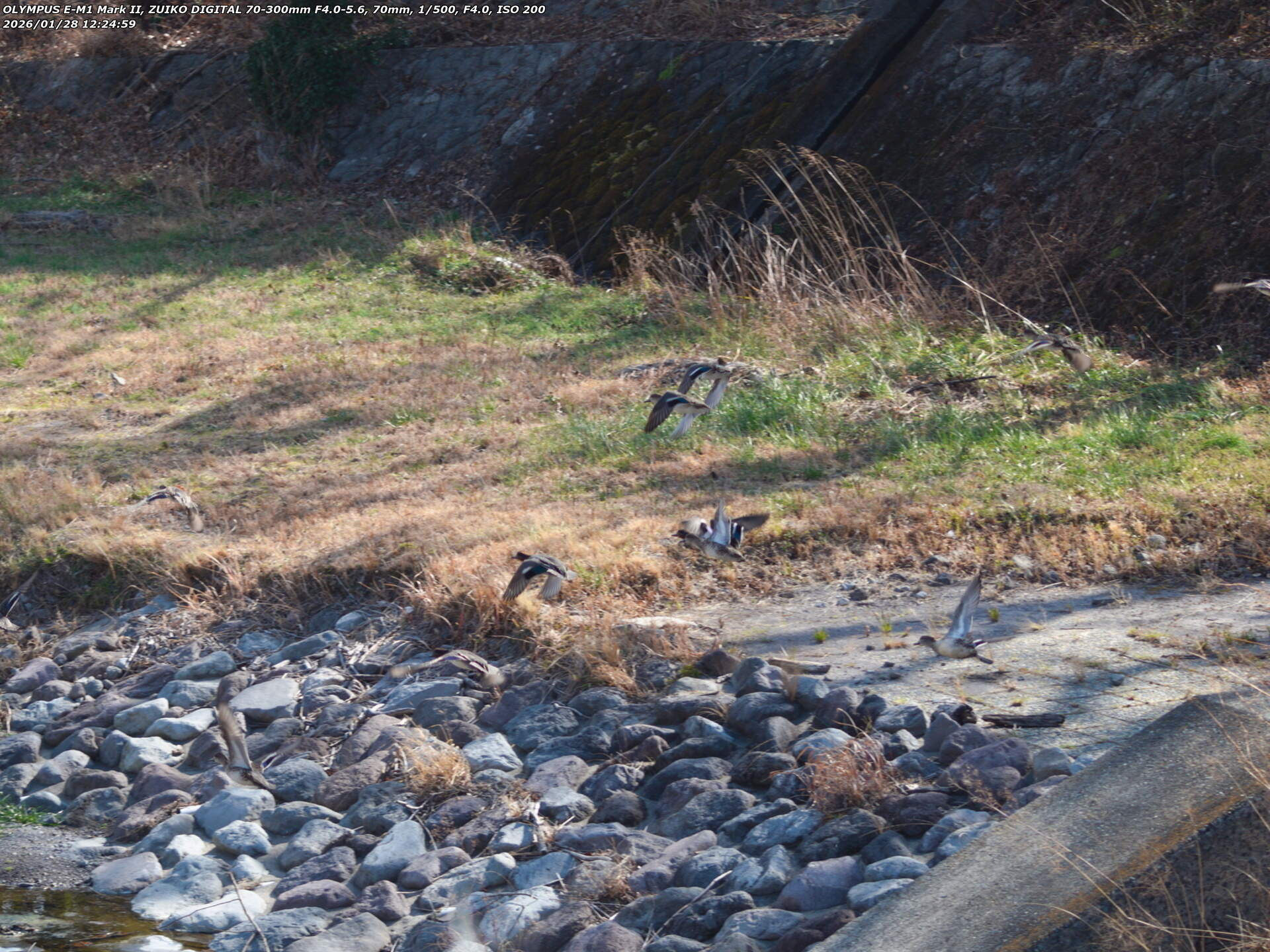 境川(別府市) 飛び去るコガモの群れ 境川(別府市) 飛び去るコガモの群れ