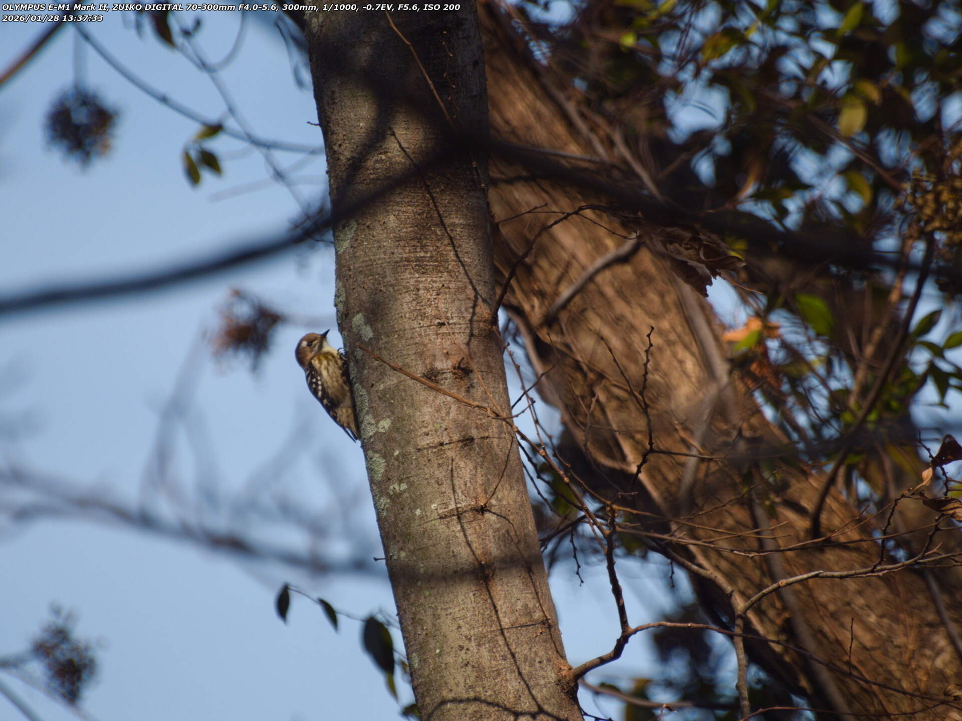 南立石公園町(別府市) コゲラ 南立石公園町(別府市) コゲラ