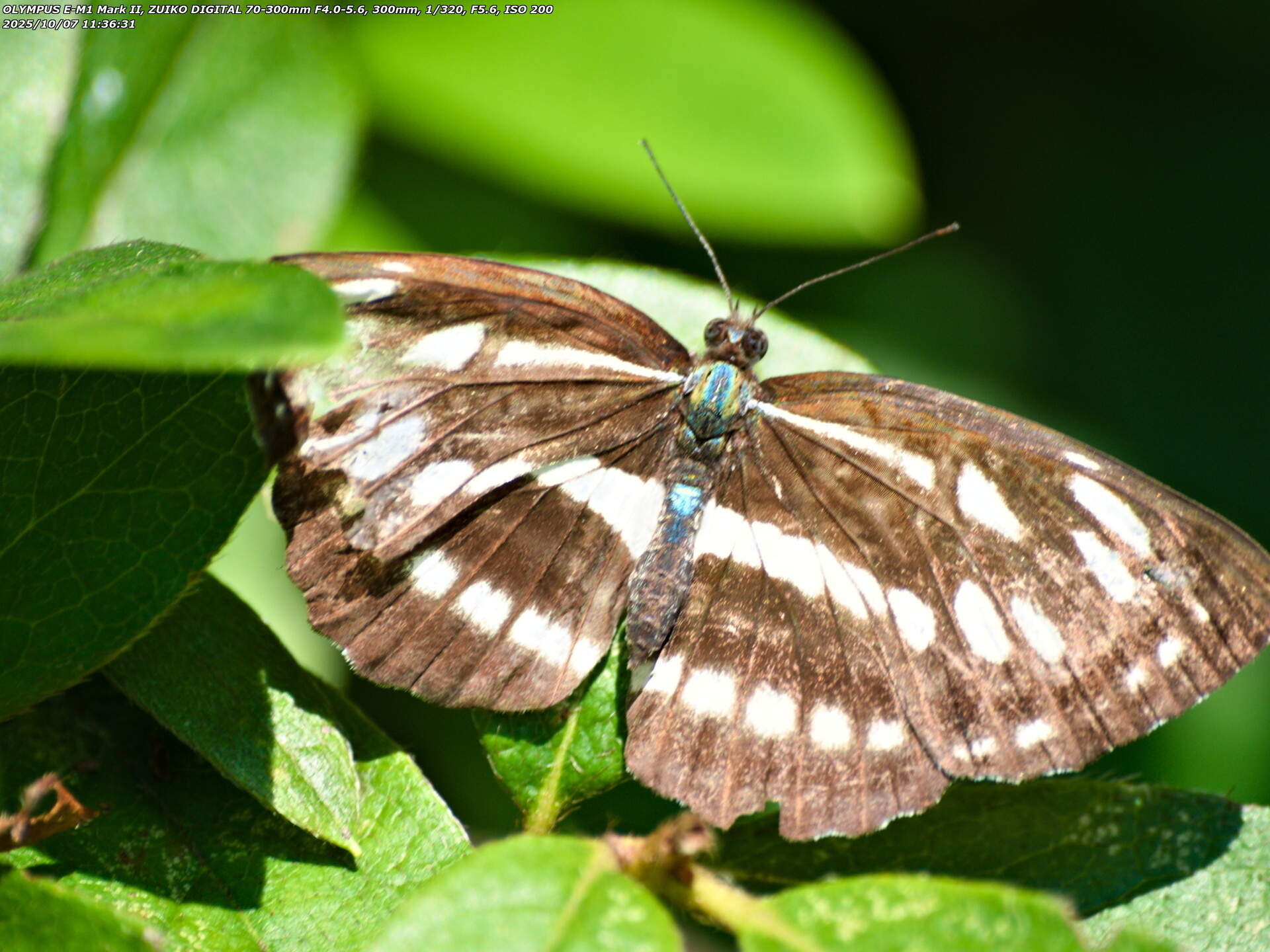 境川(別府市) コミスジ