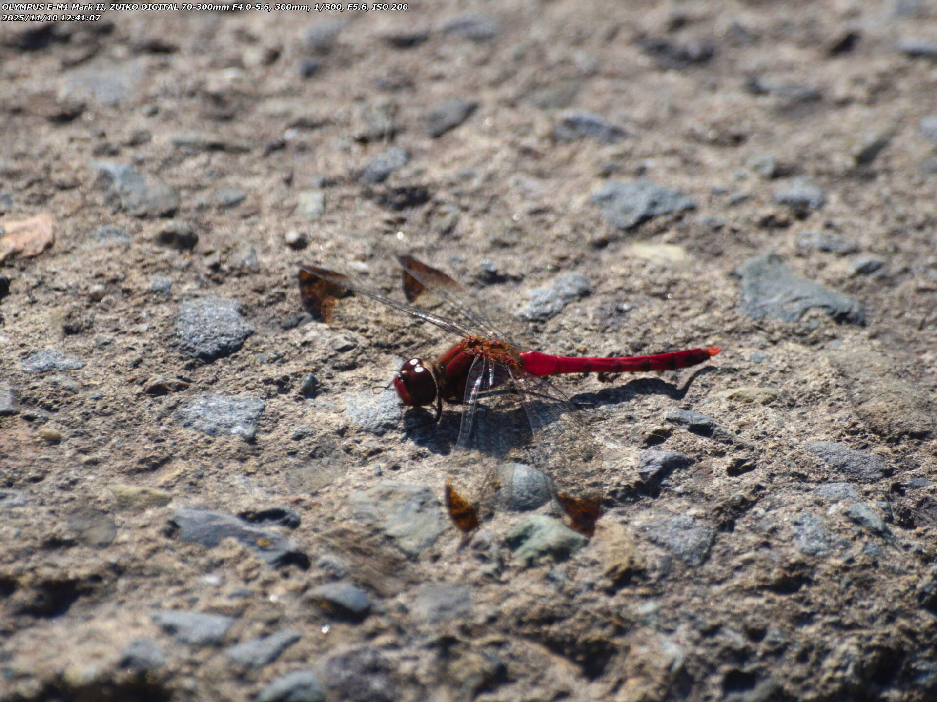 境川(別府市) 初撮影となるコノシメトンボ