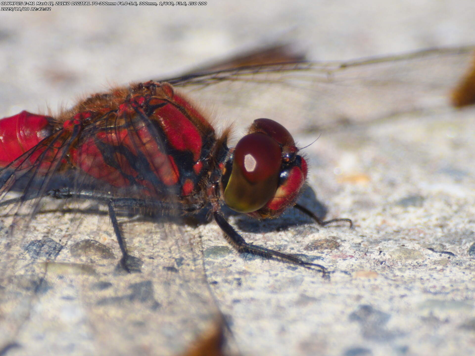 境川(別府市) コノシメトンボのアップ