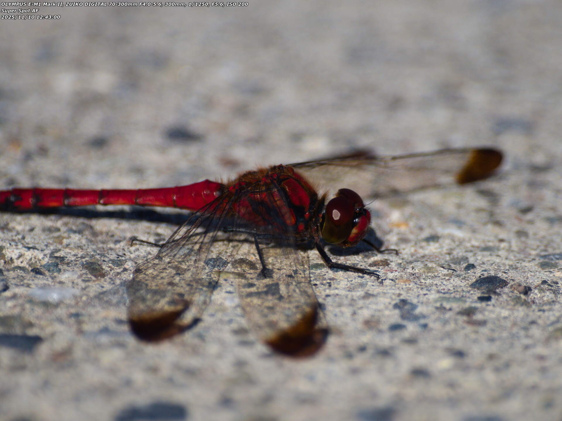 境川(別府市) コノシメトンボ