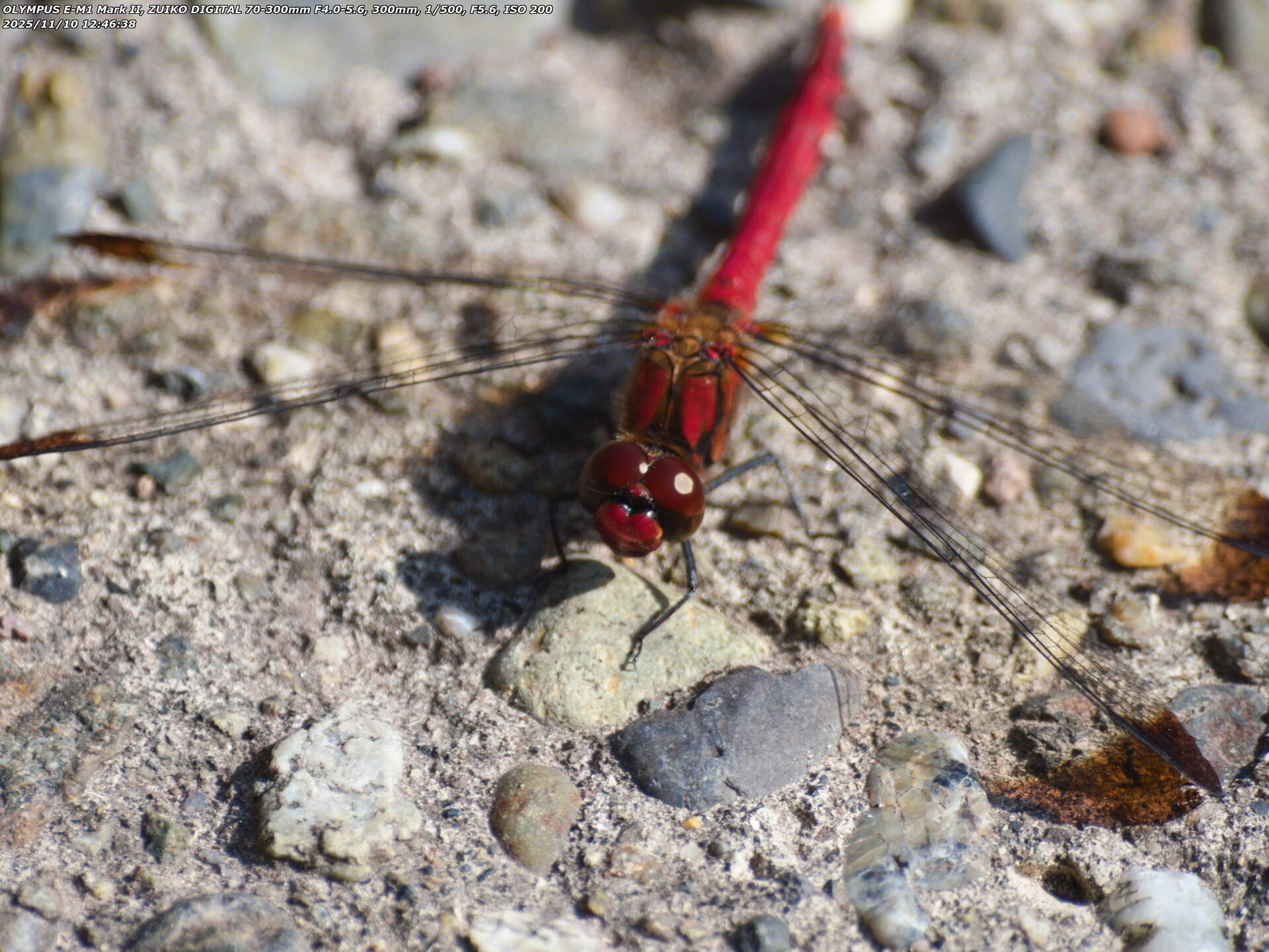 境川(別府市) コノシメトンボ