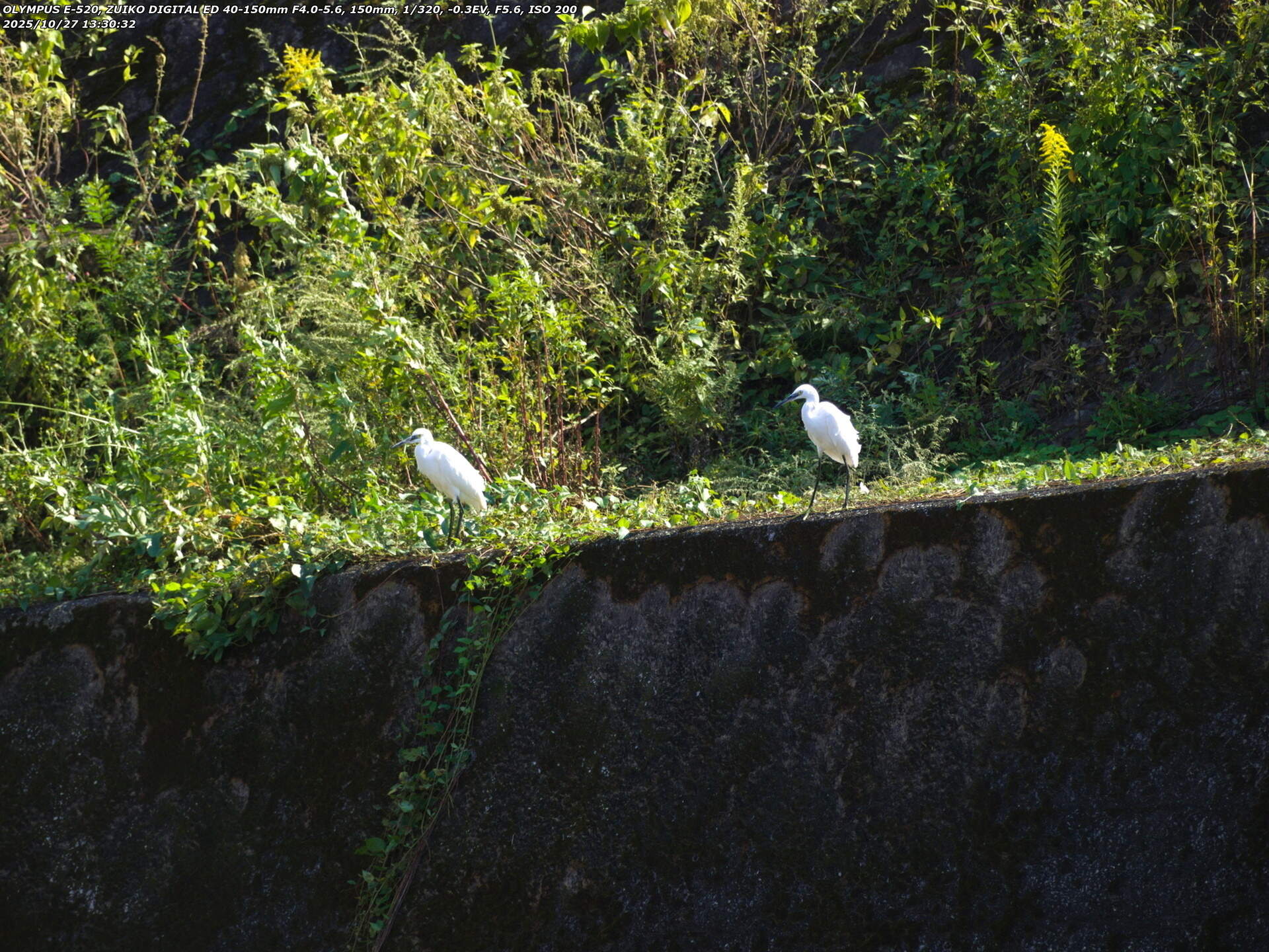 境川(別府市) コサギの親子かつがい