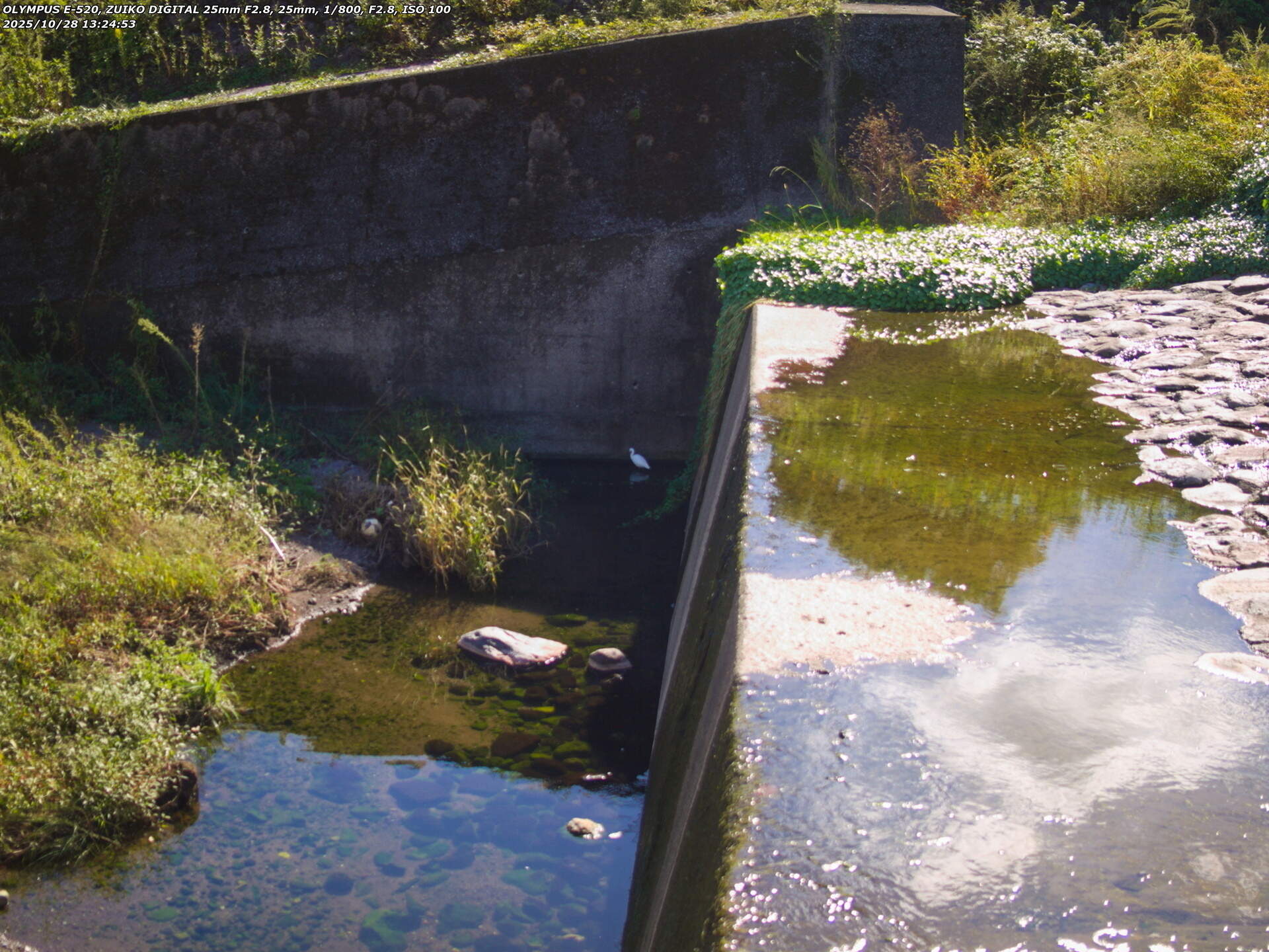 境川(別府市) コサギ