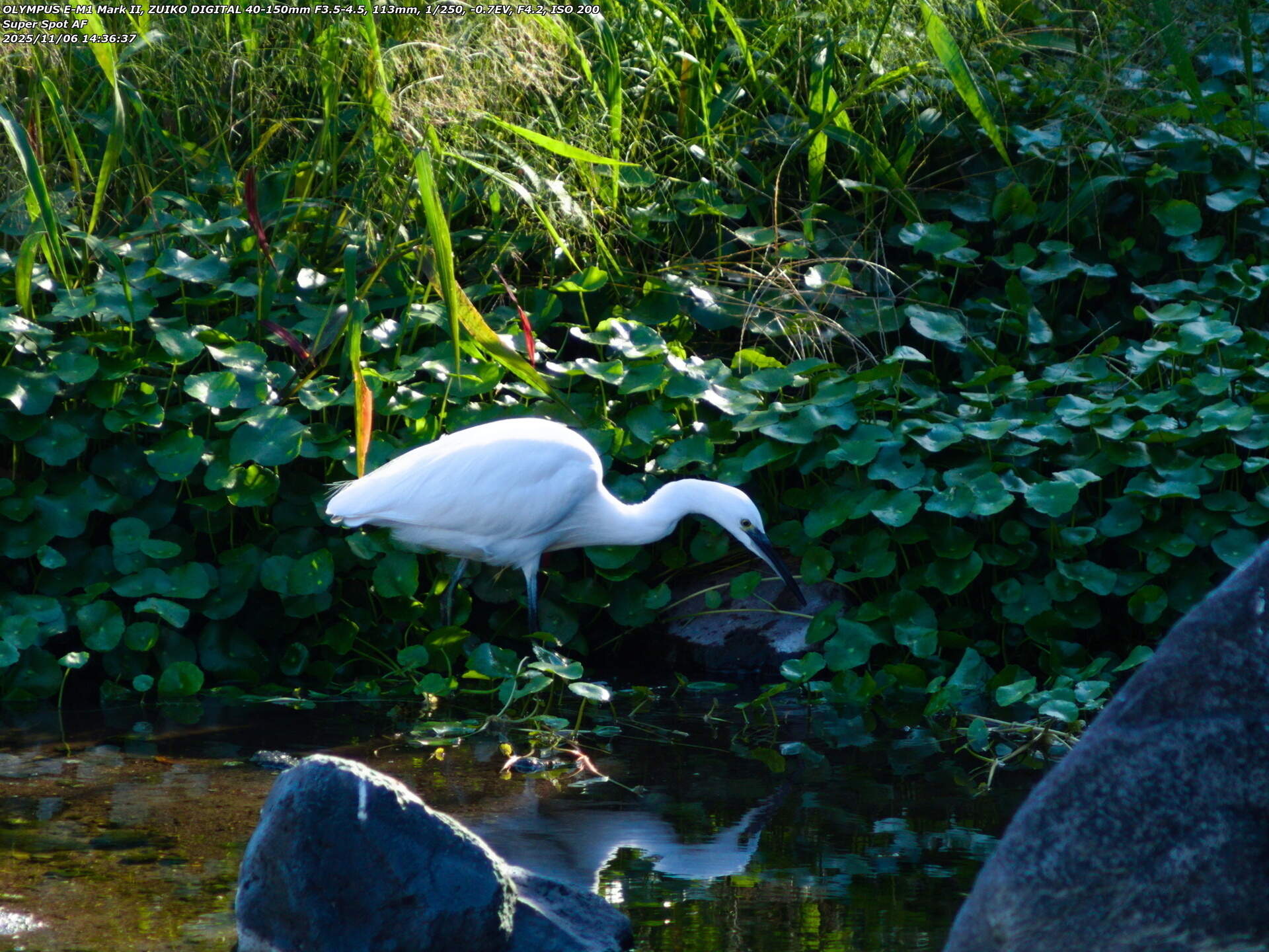 境川(別府市) 獲物を探すコサギ