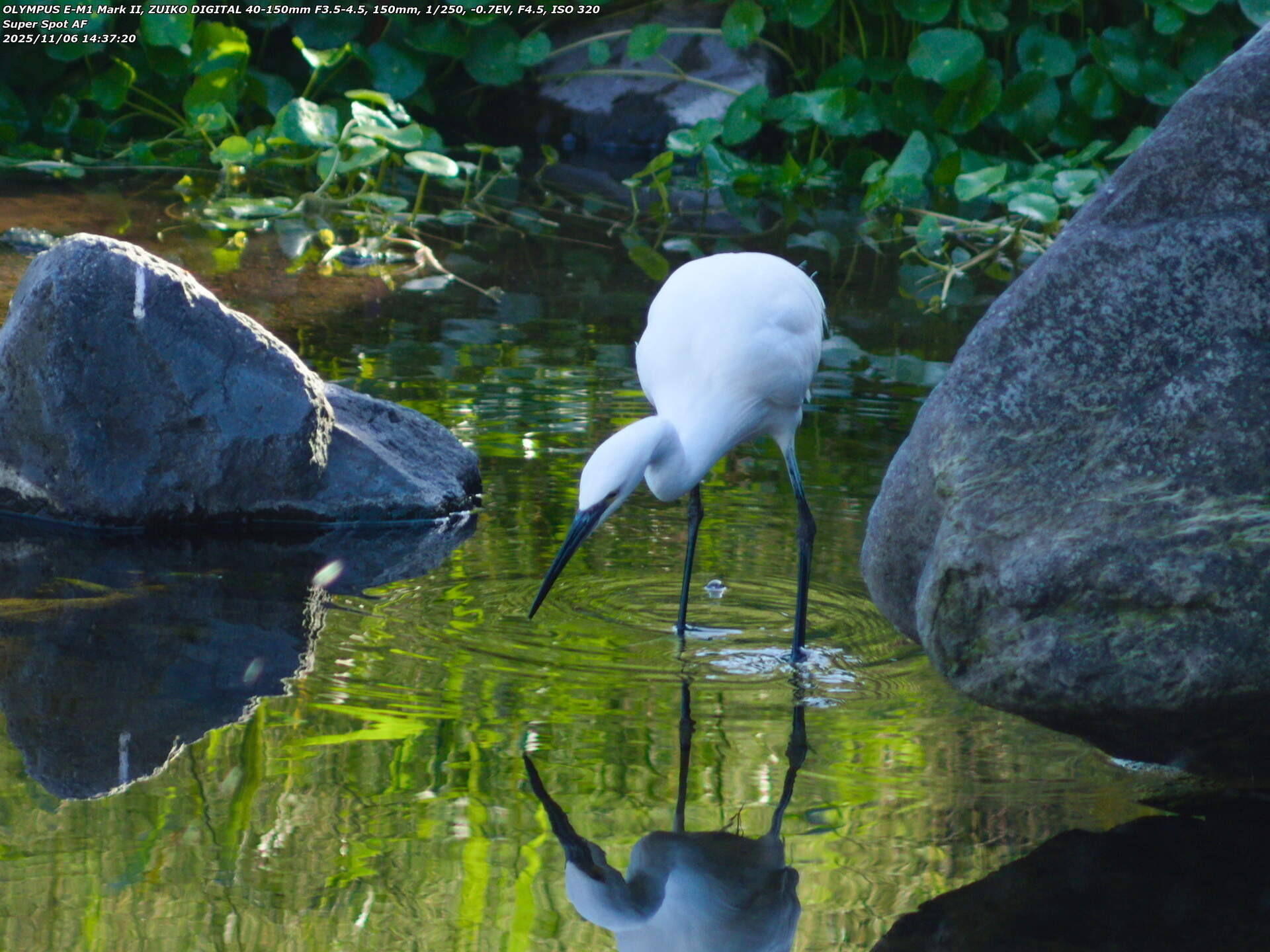 境川(別府市) 獲物を探すコサギ