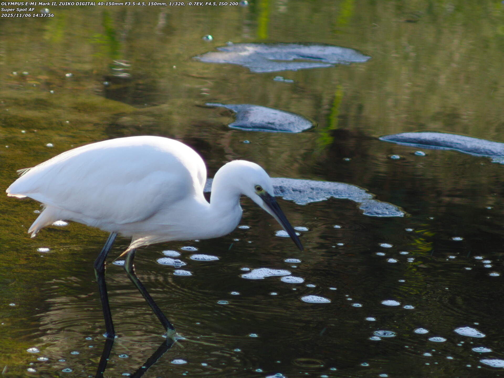 境川(別府市) 獲物を探すコサギ