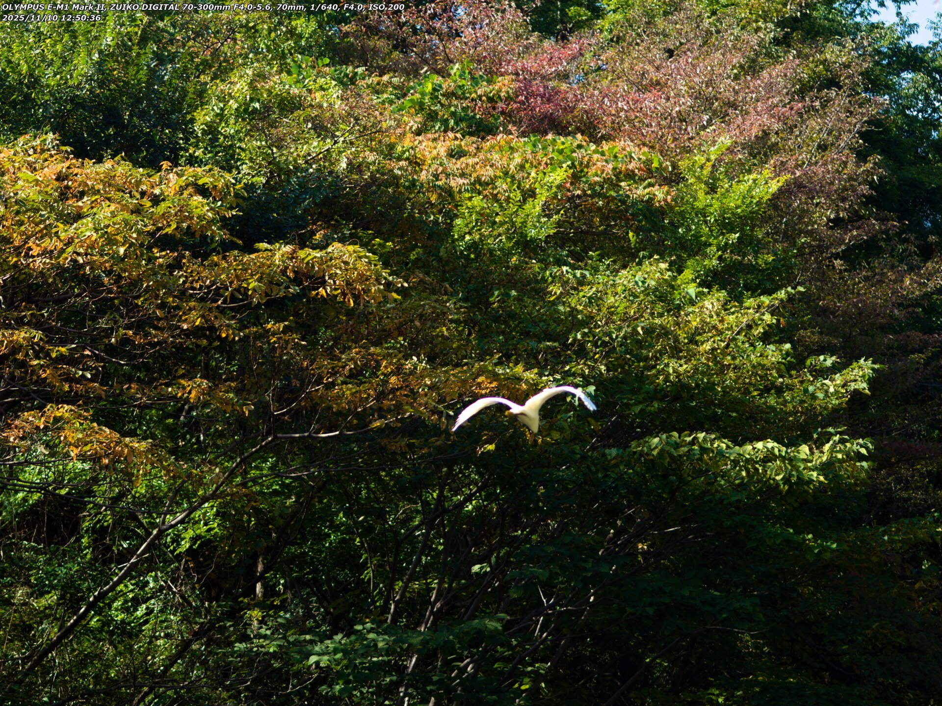 境川(別府市) 突然飛び立つコサギ