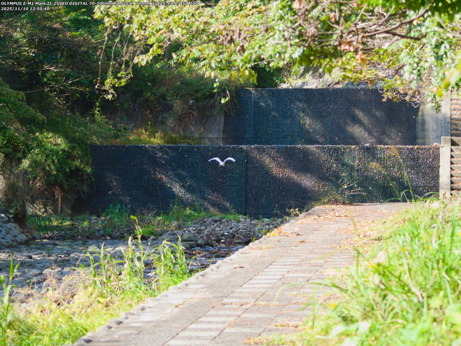 境川(別府市) 飛び去るコサギ